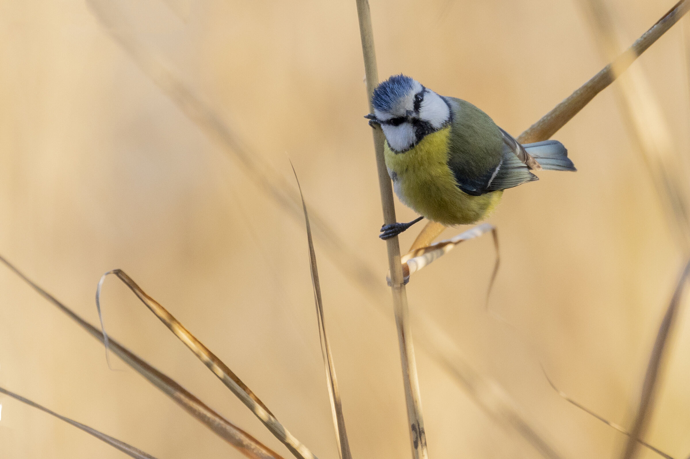 Titmouse on the cane