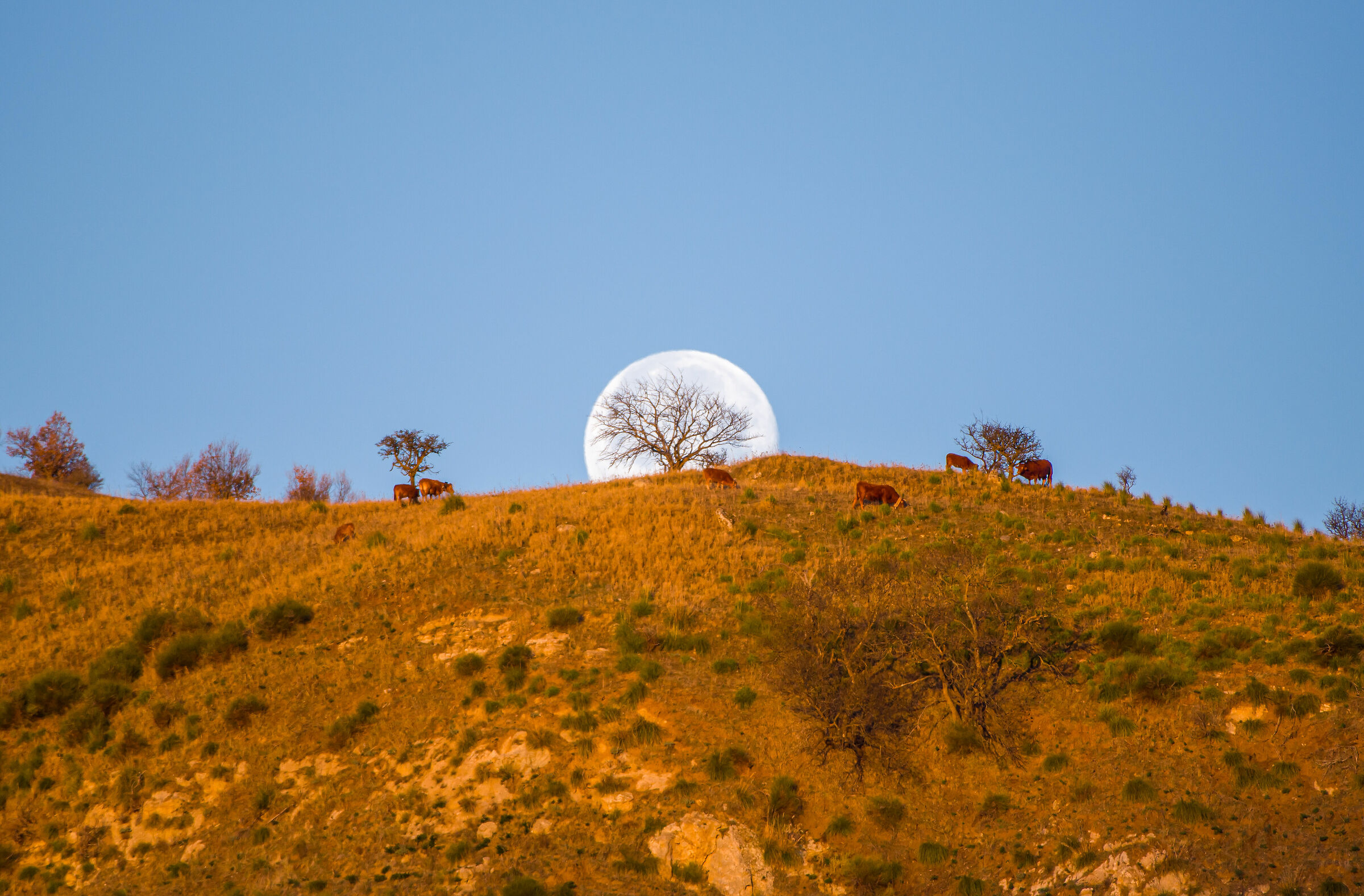 The tree of life, the moon and its " inhabitants "