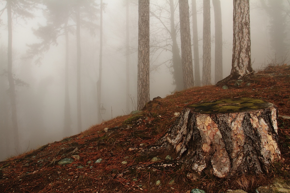 undergrowth of superga