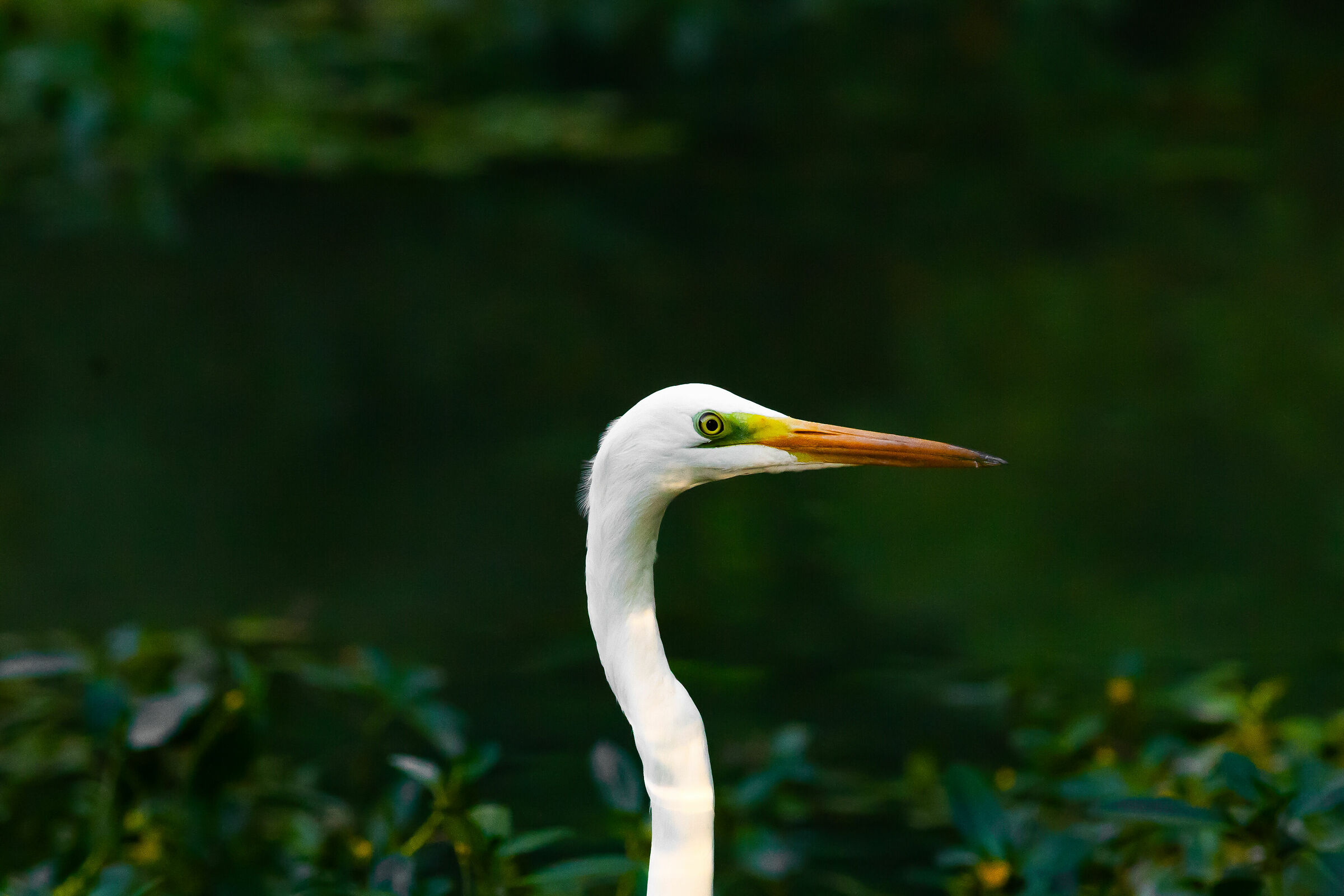 Great White Heron