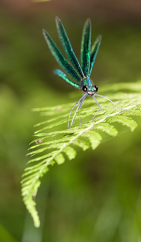 Calopteryx virgo