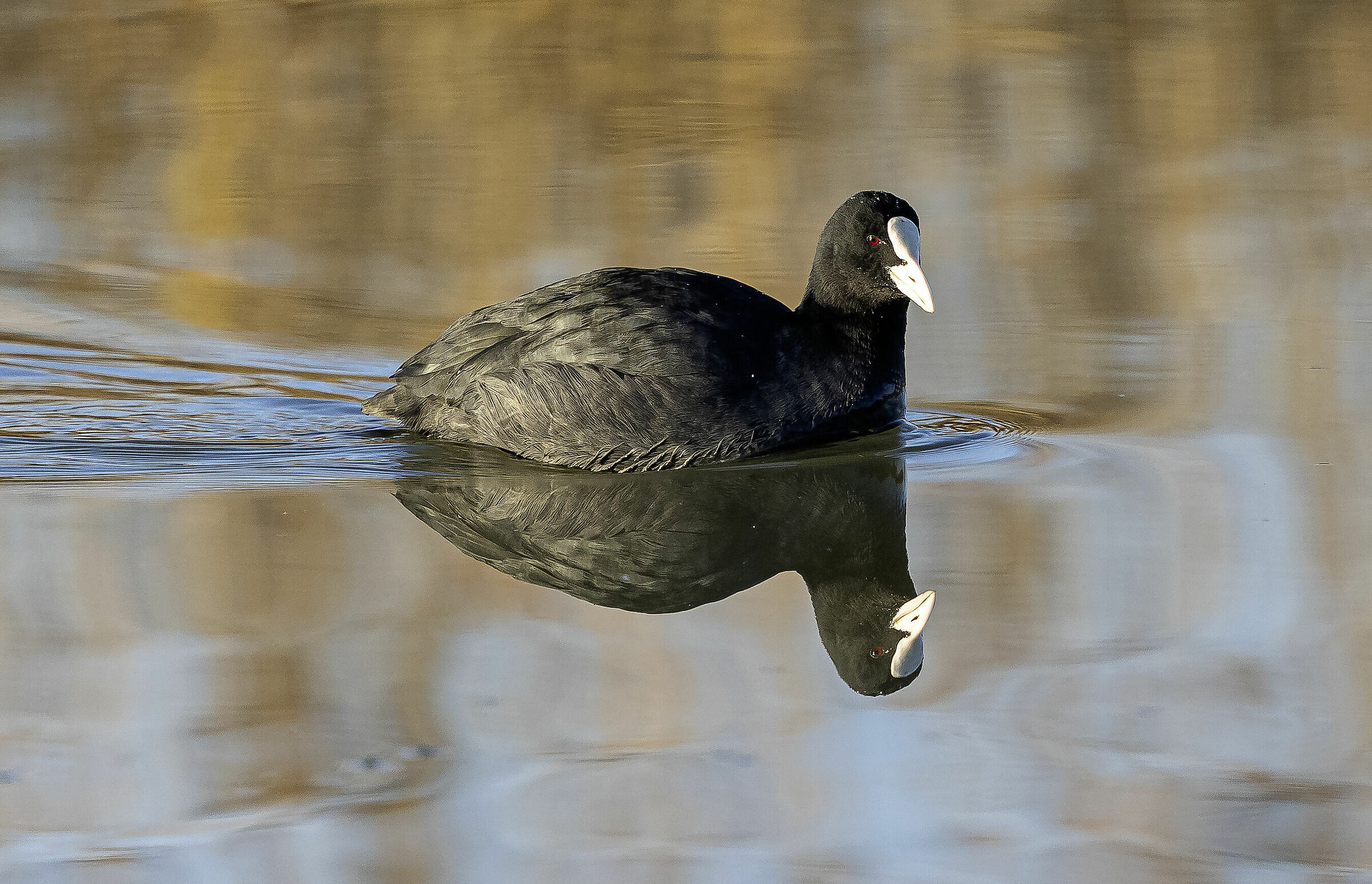 Specchio, specchio delle mie brame...