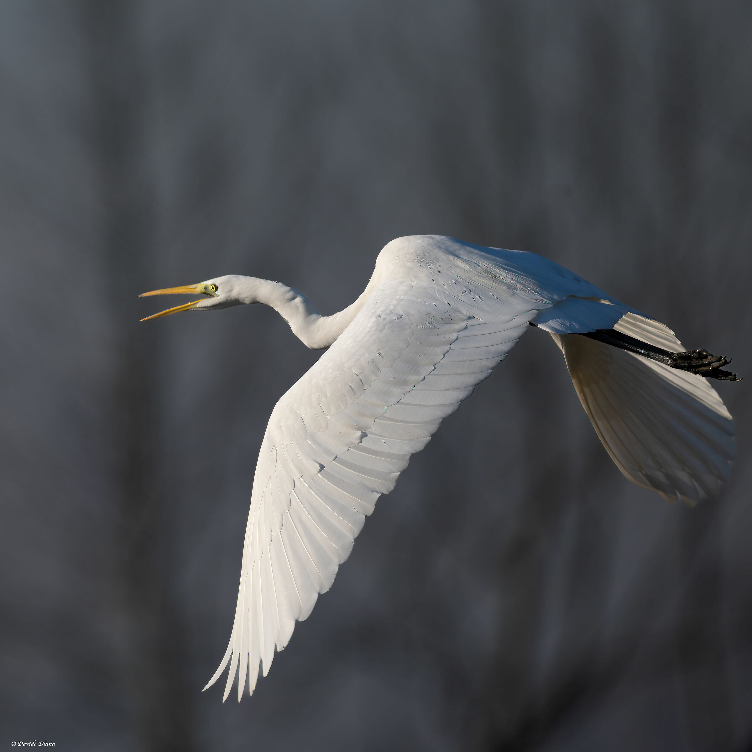 Great White Heron - Vercelli rice fields