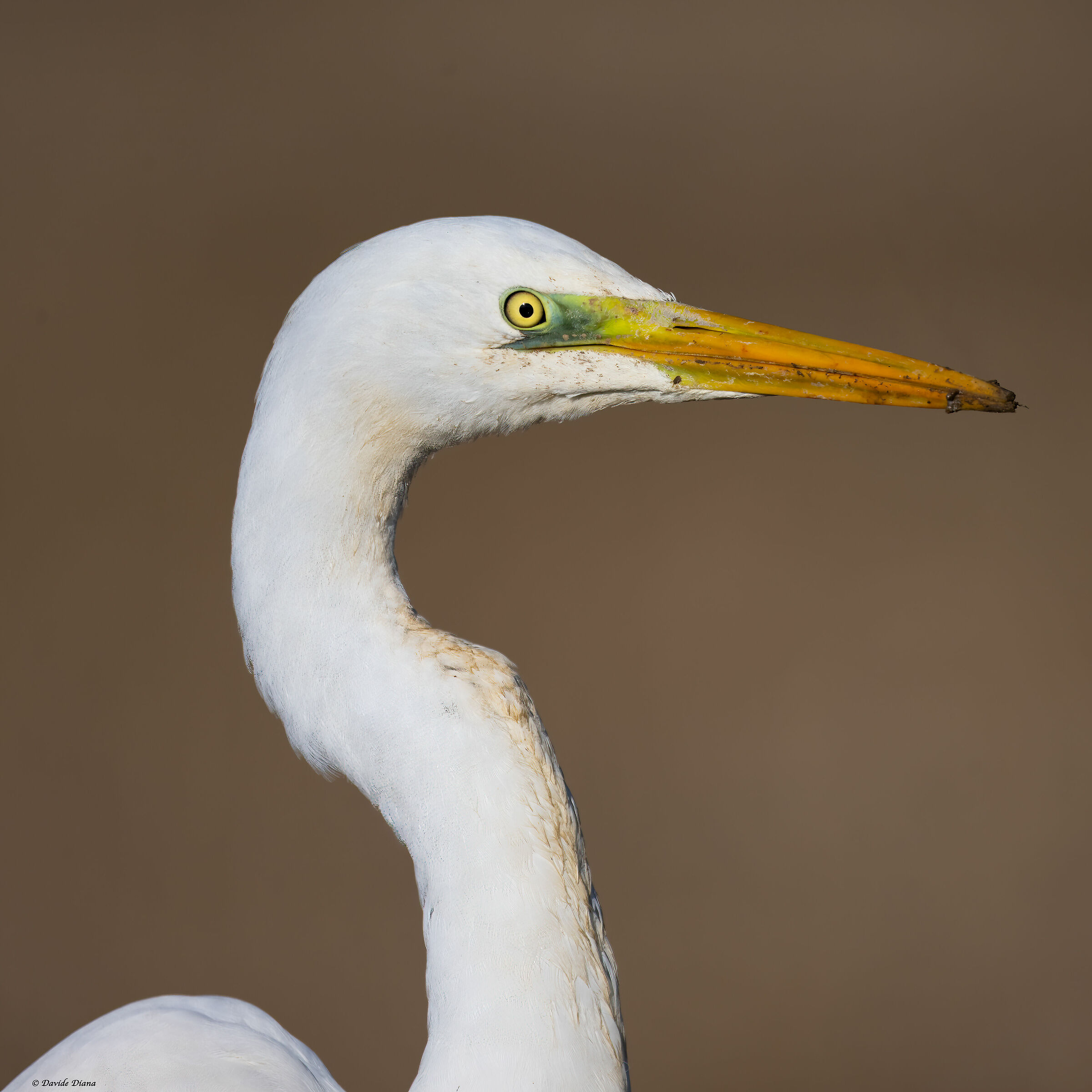Great White Heron - Vercelli rice fields