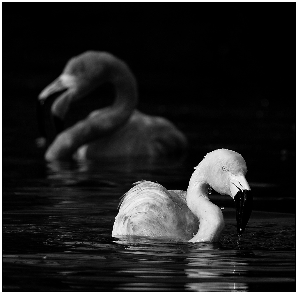 Phoenicopterus roseus