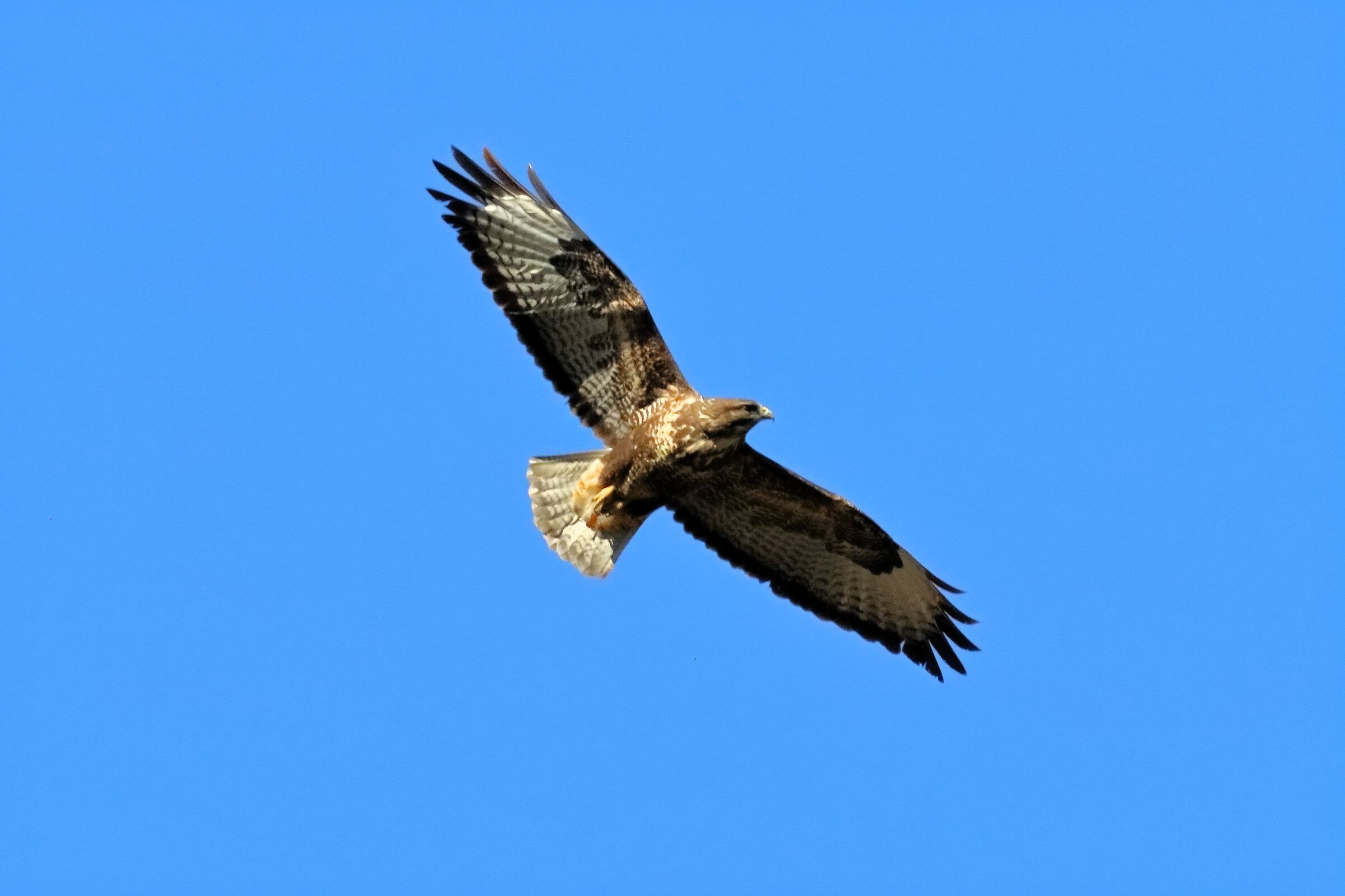 Buzzard 27 January 2024 - 0037