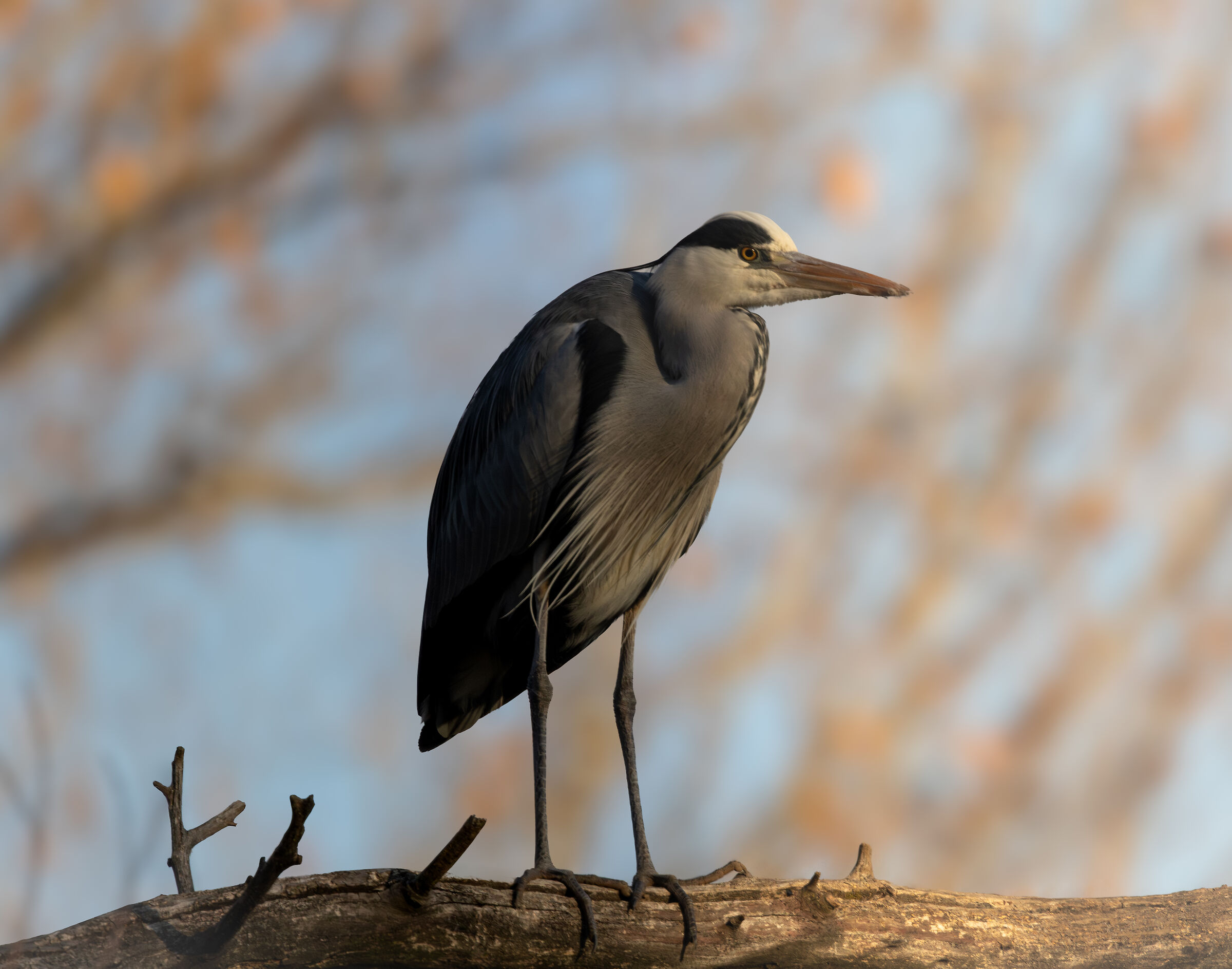 Grey heron