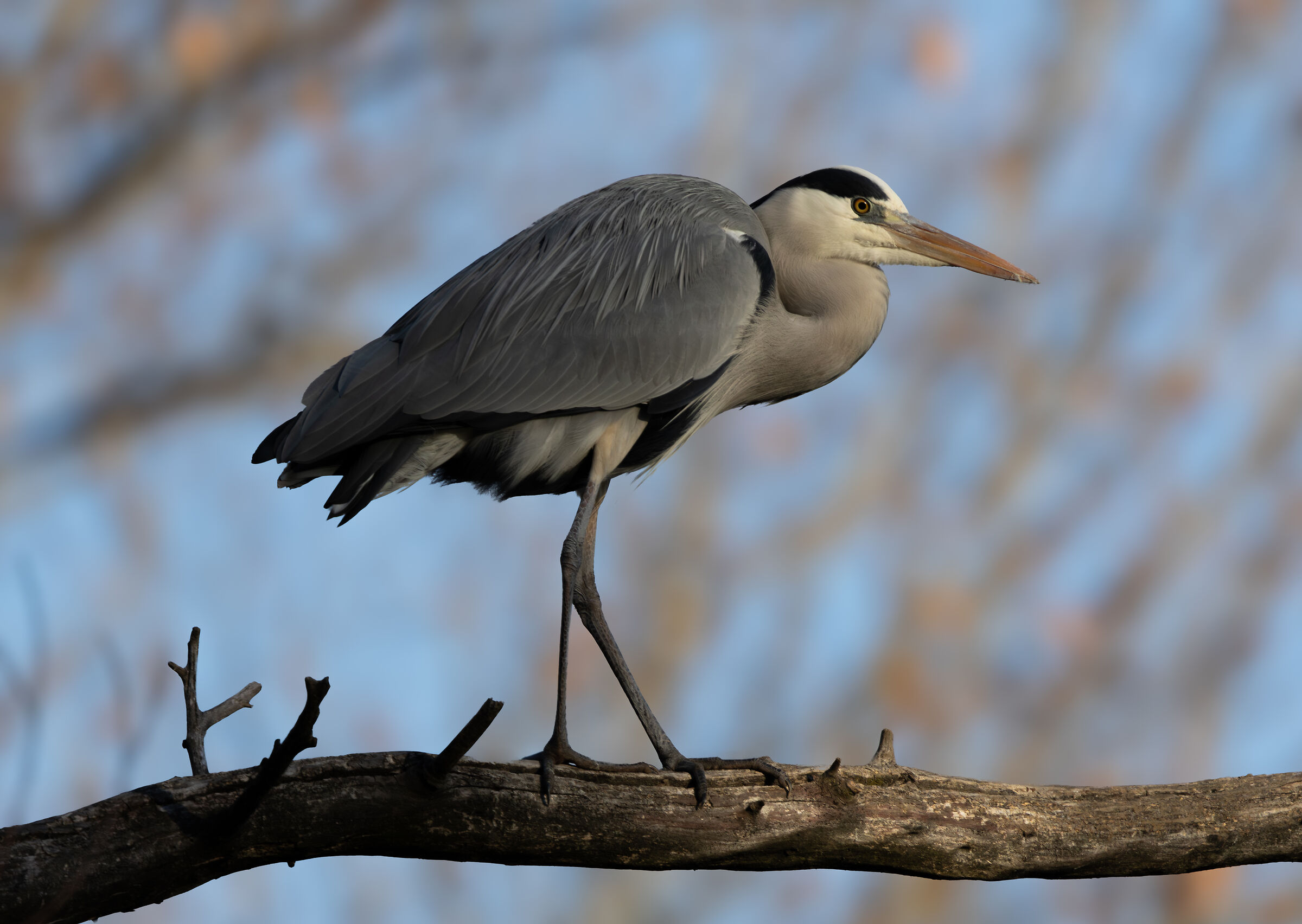 Grey heron