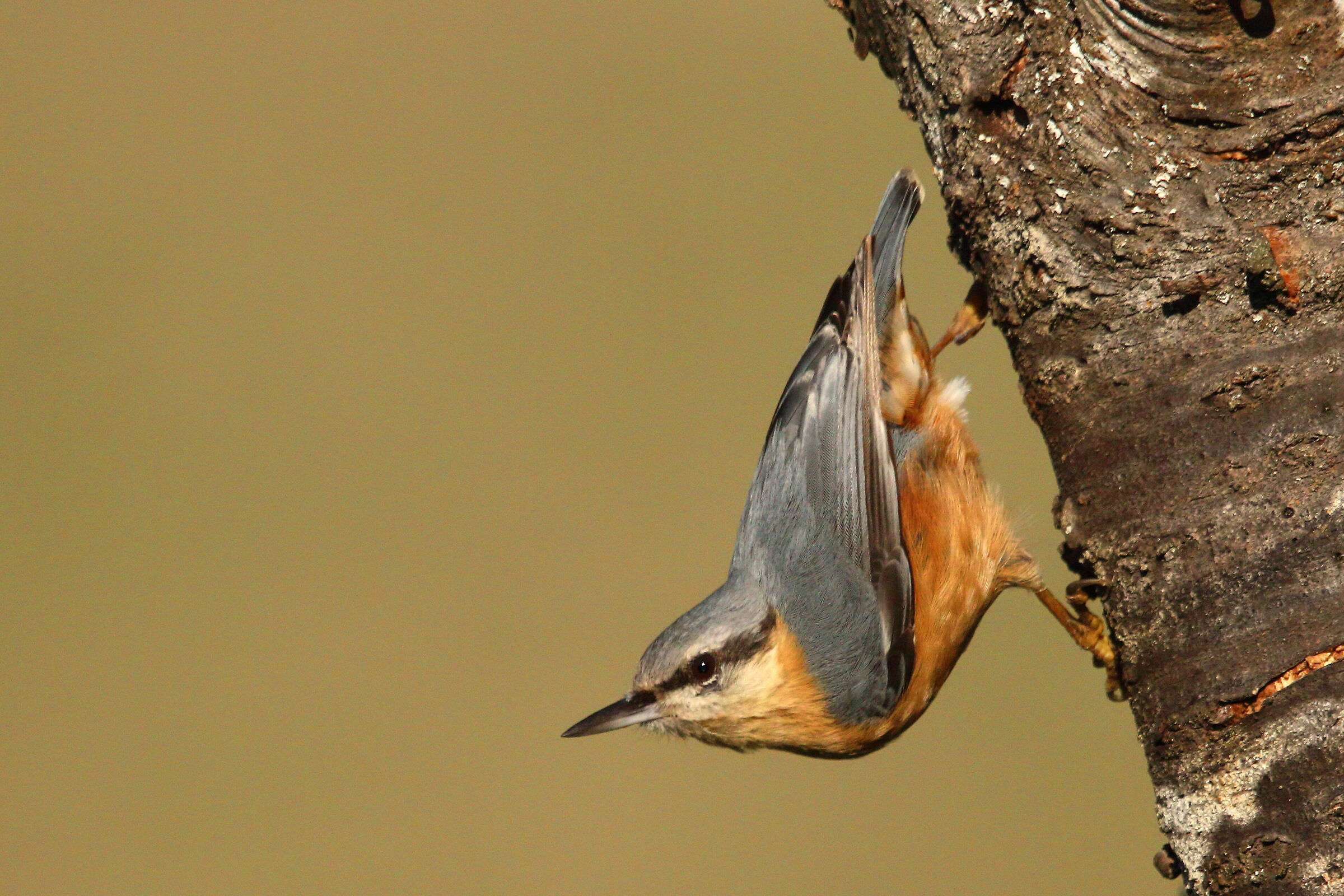 Wood nuthatch