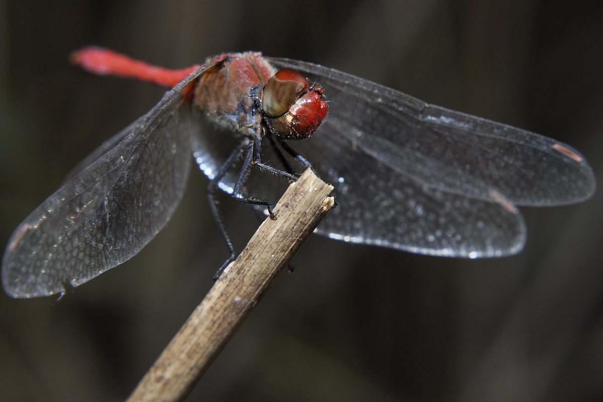 Libellula