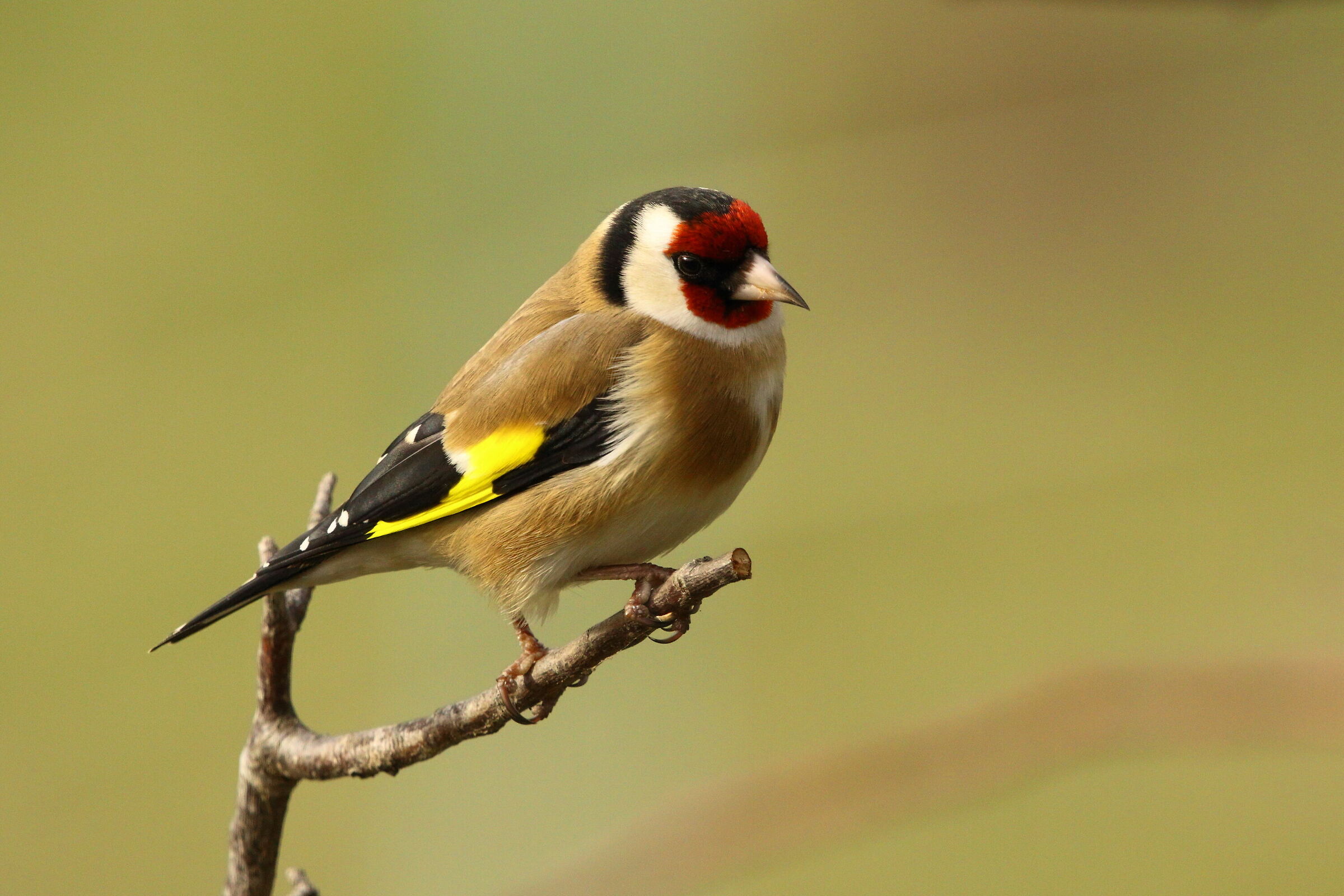 Goldfinch