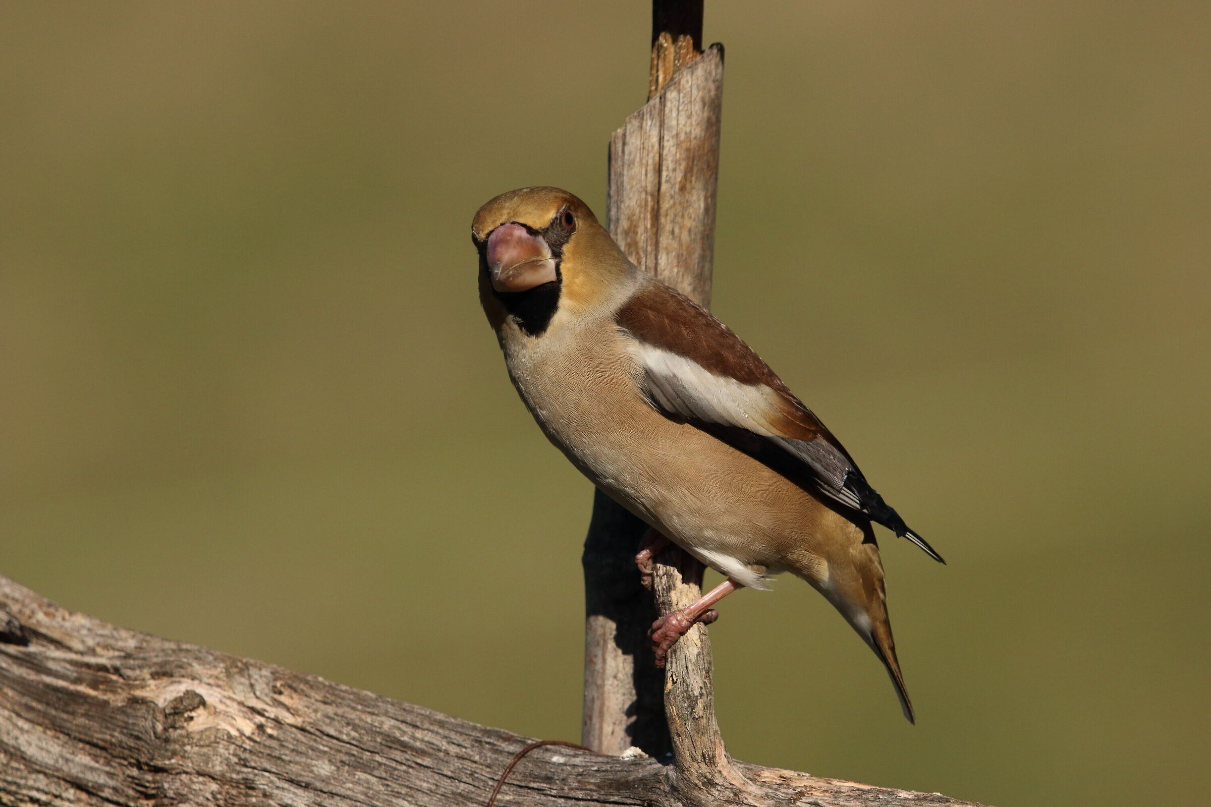 Hawfinch