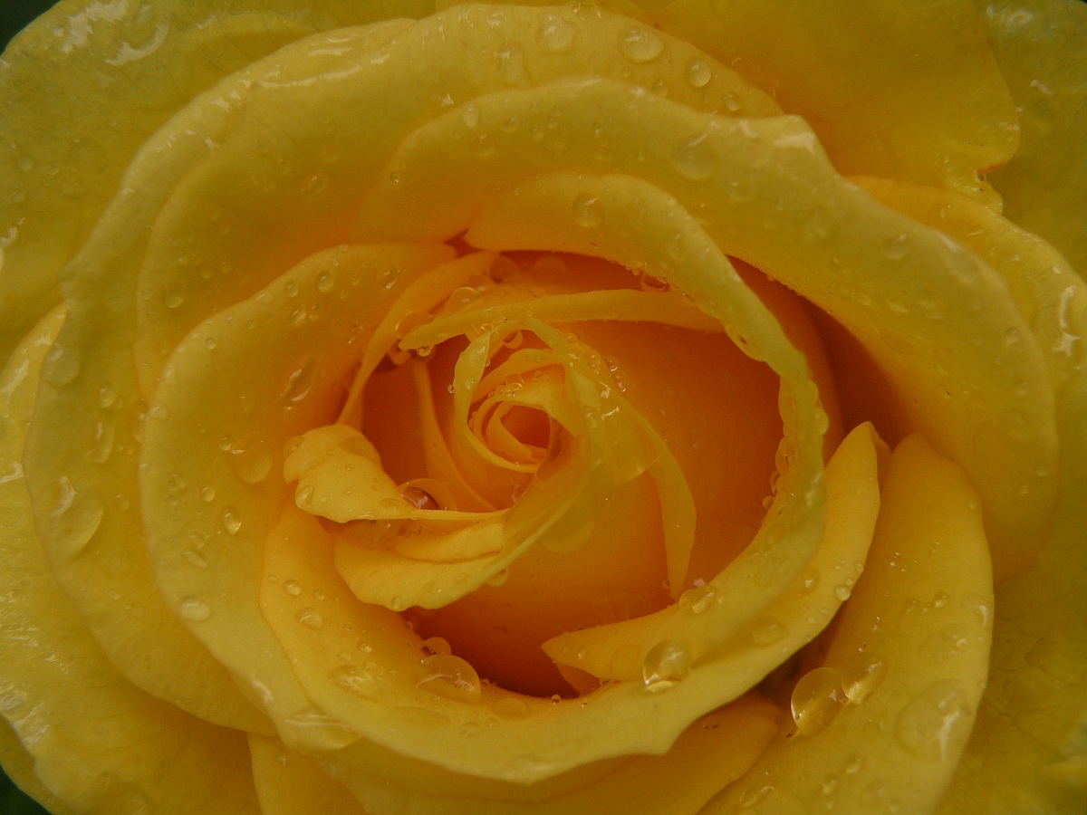 Yellow Rose