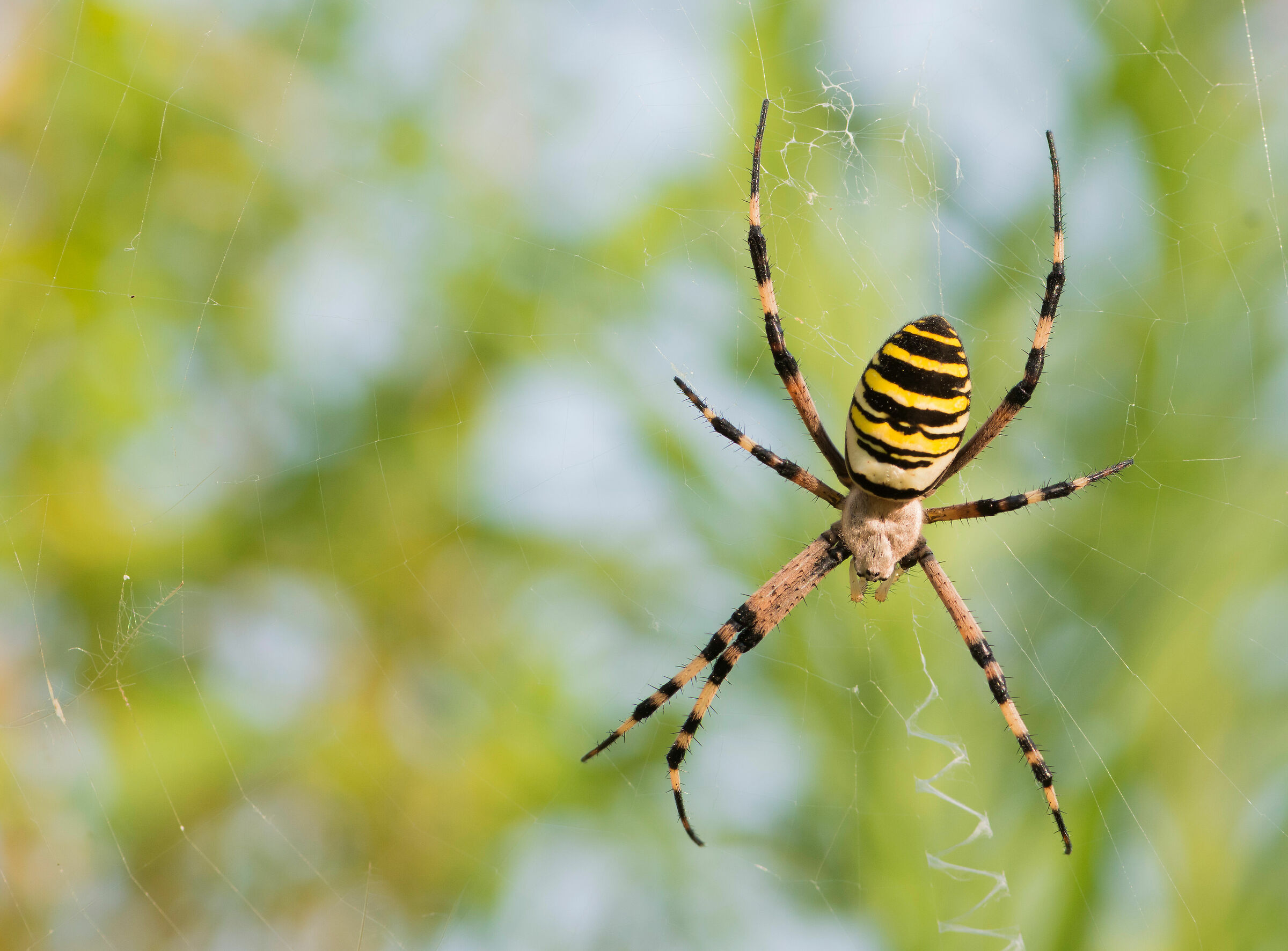 Argiope bruennichi