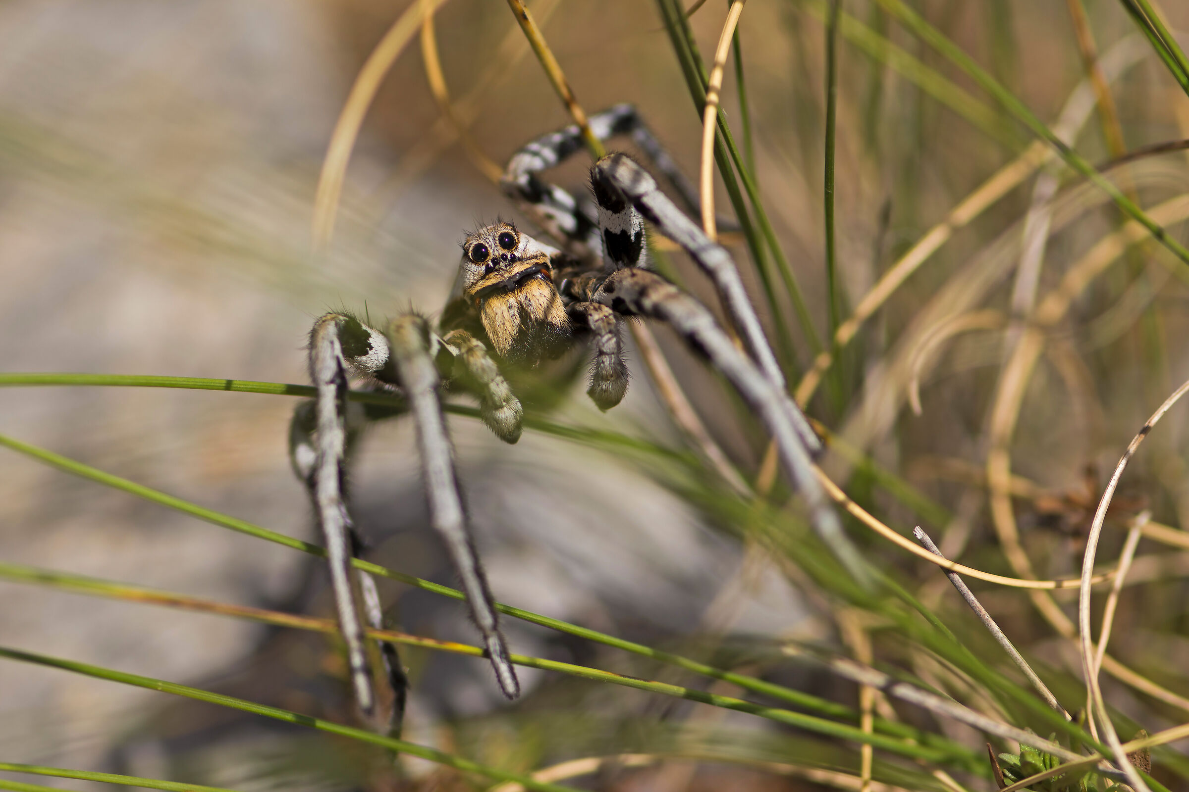 Lycosa tarantula