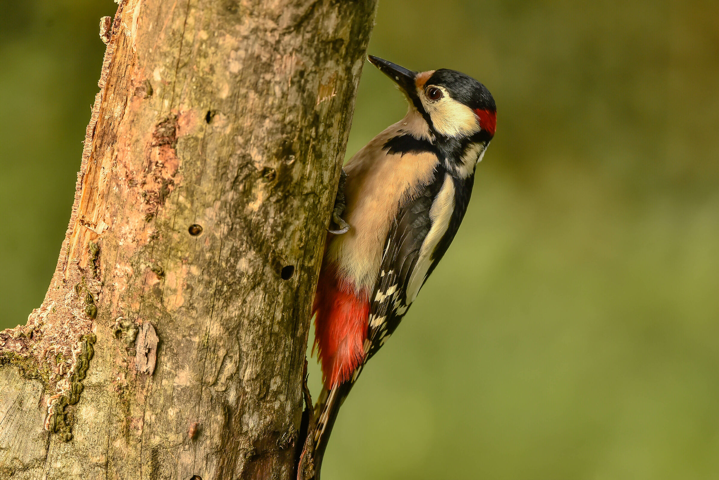 Great spotted woodpecker