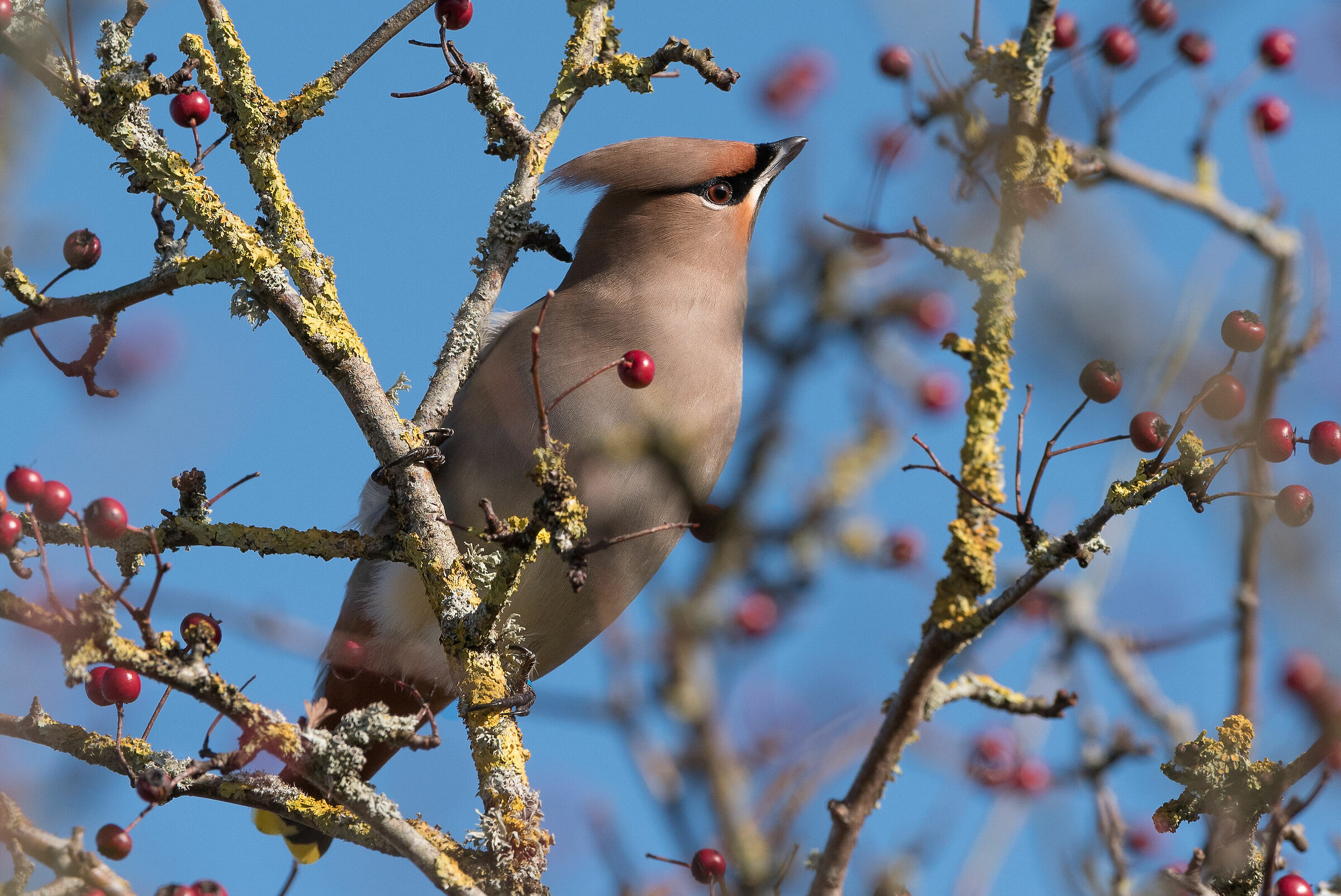 Waxwing