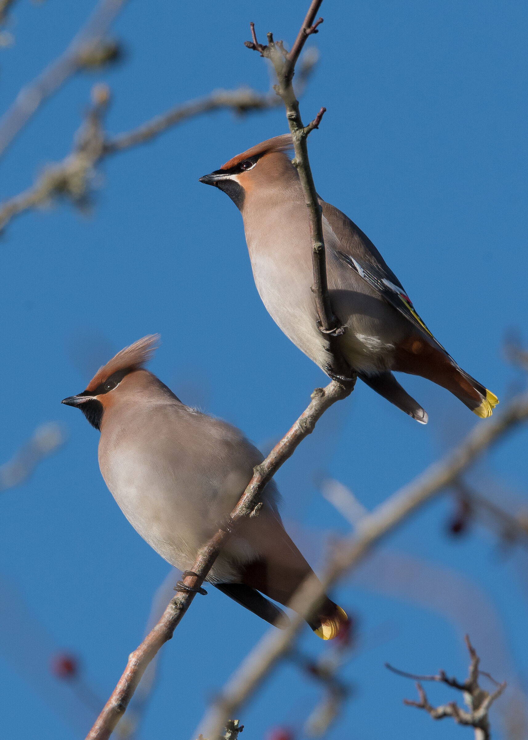 Waxwing