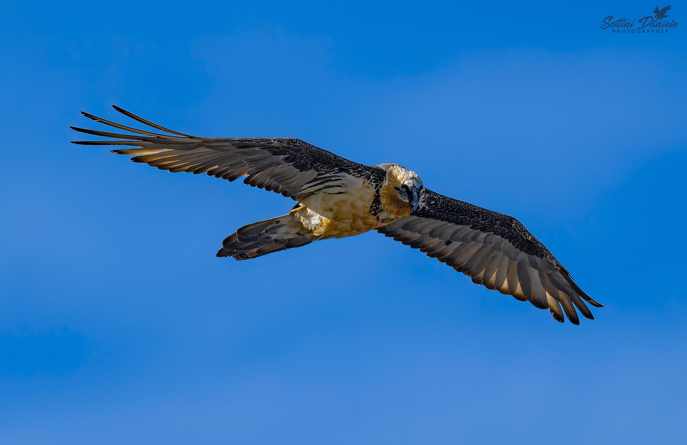 Bearded vulture (Stelvio 2022)