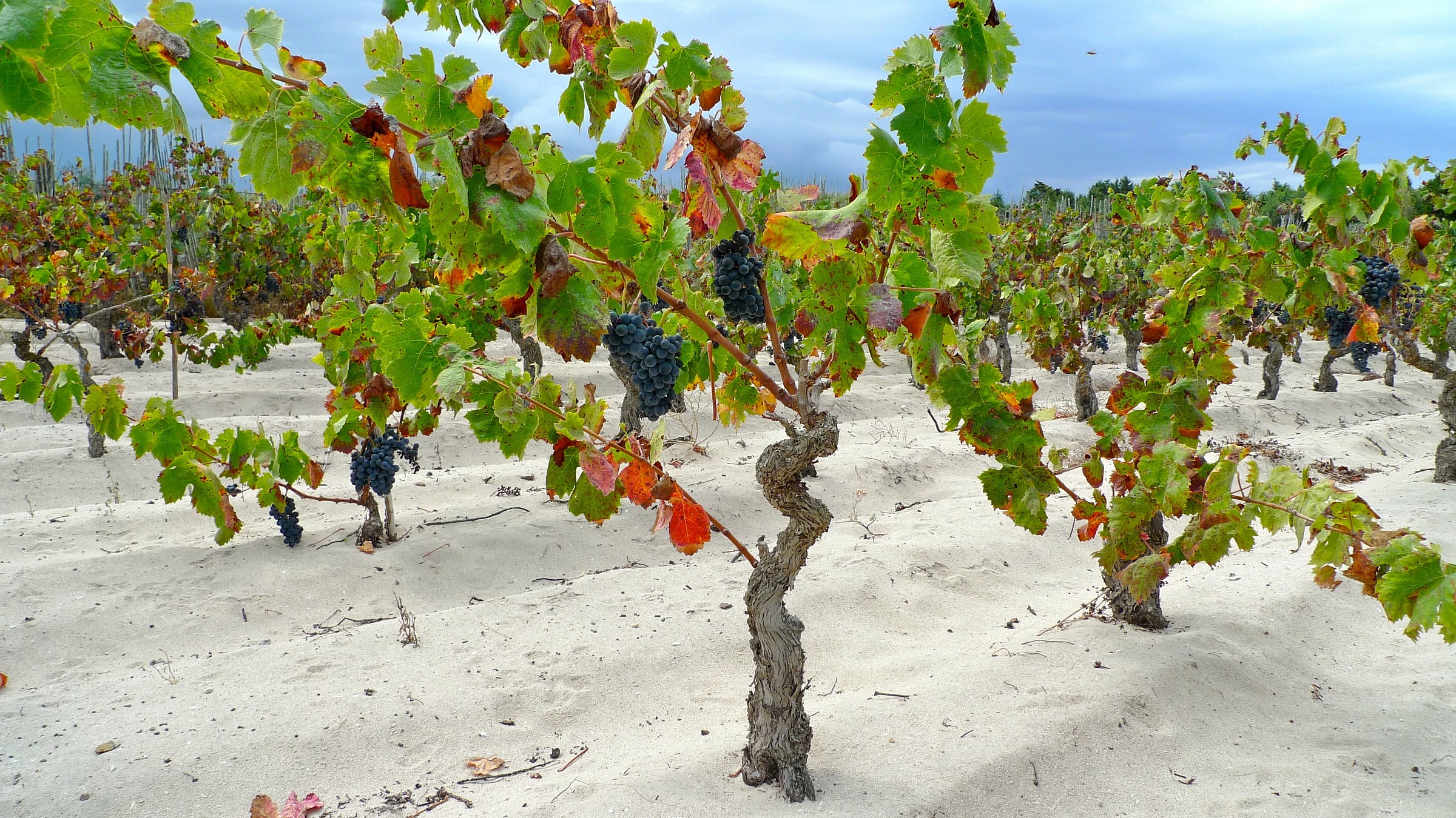 Le mie vigne di Carignano del Sulcis