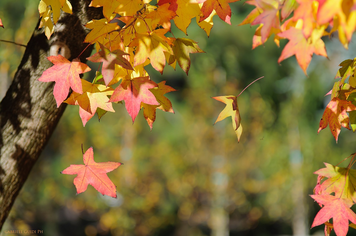 Si sta come d'autunno sugli alberi le foglie