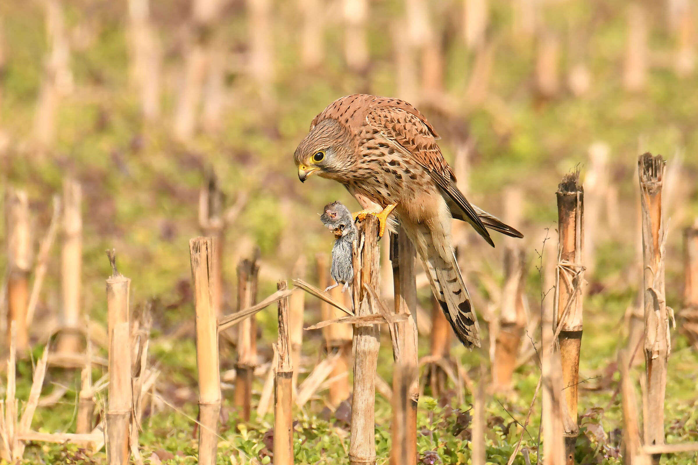 Kestrel