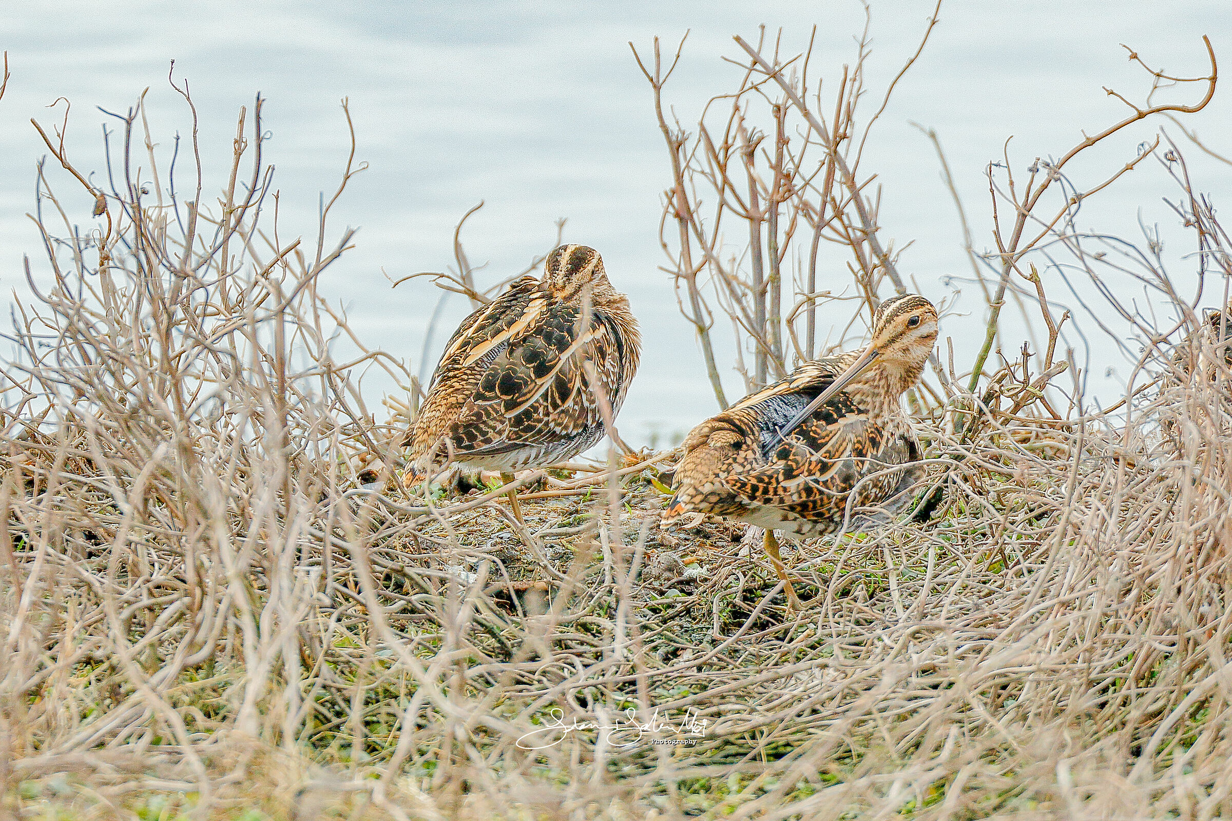 Dormi-Veglia (Gallinago gallinago, Linnaeus, 1758)