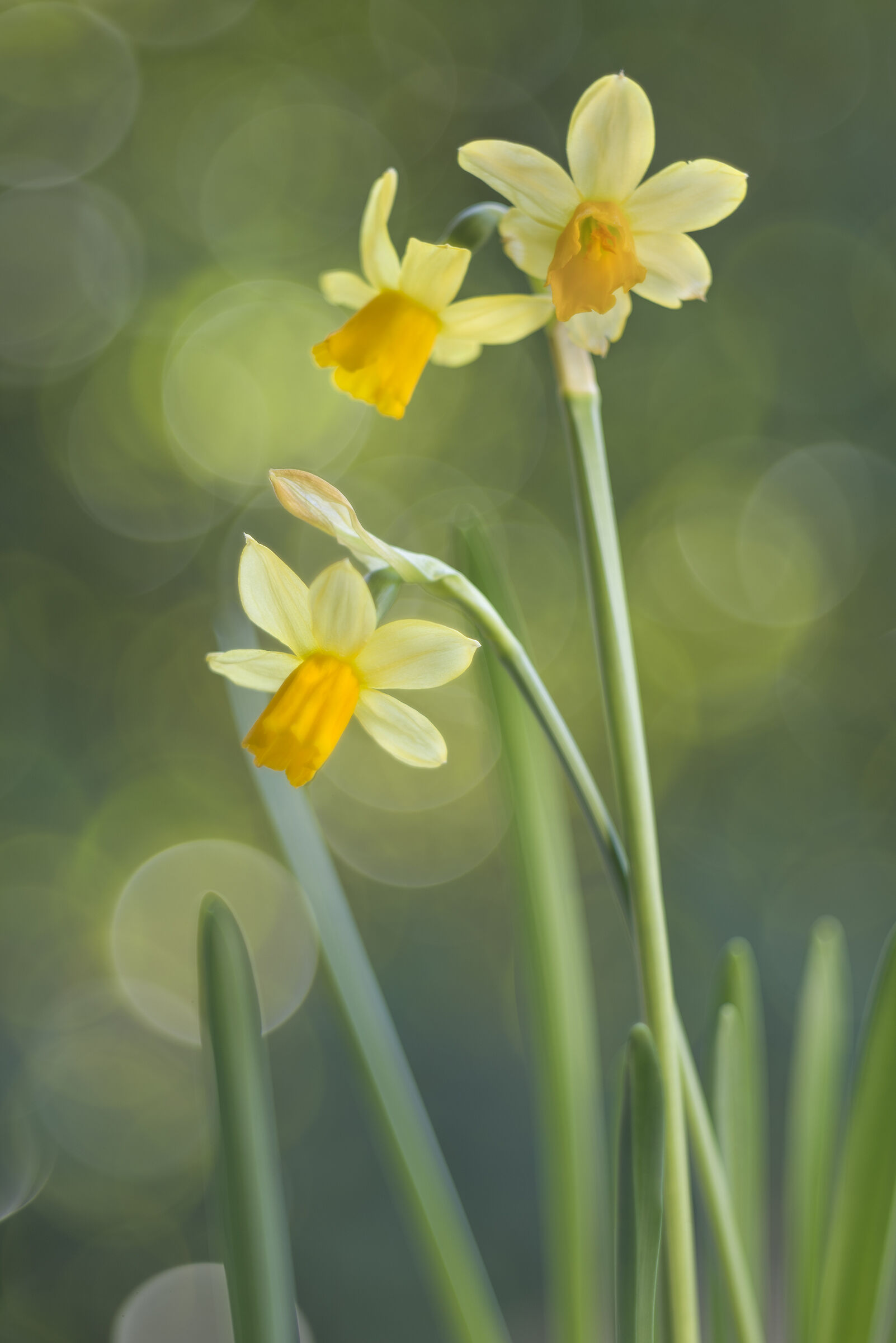 Daffodils