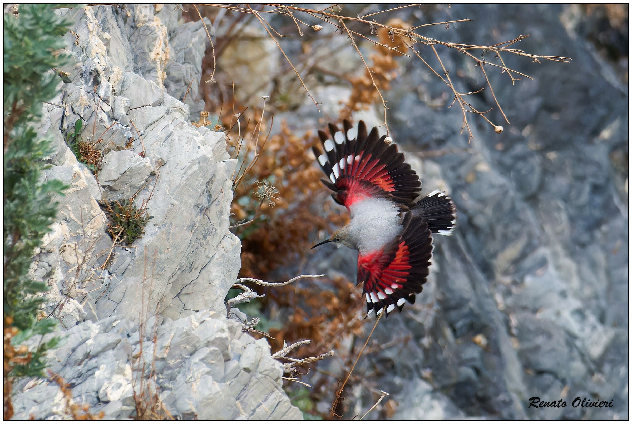 Wallcreeper (Tichodroma muraria)