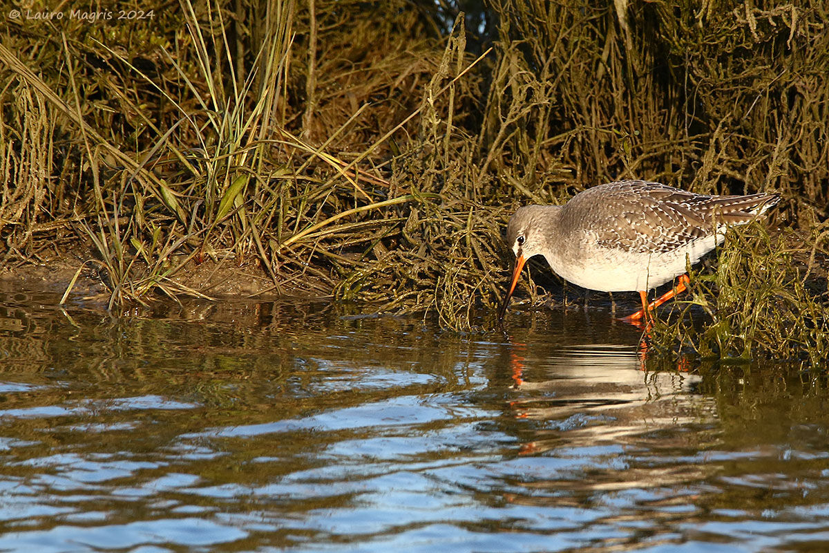 Wood Sandpiper