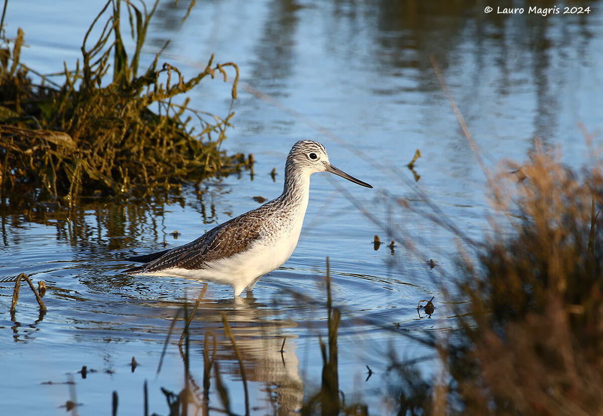 Wood Sandpiper