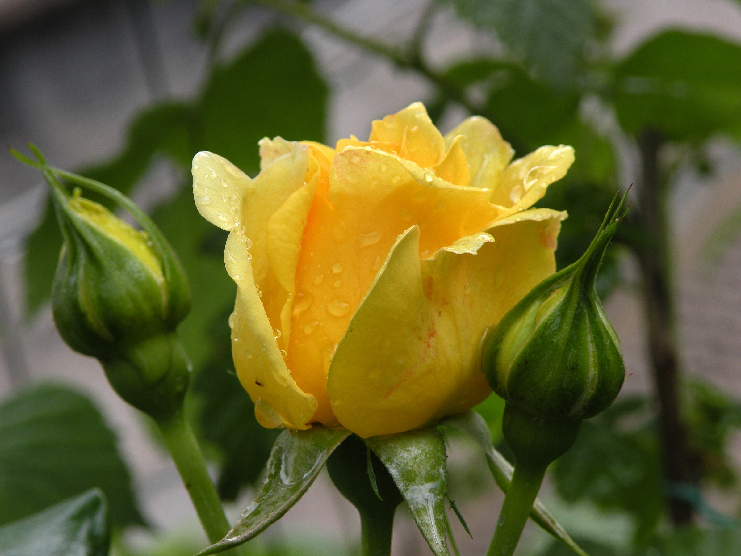 Between the two contenders the third enjoys