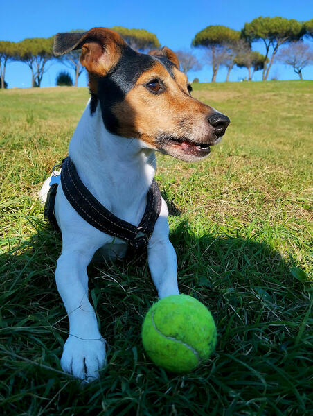 Foto