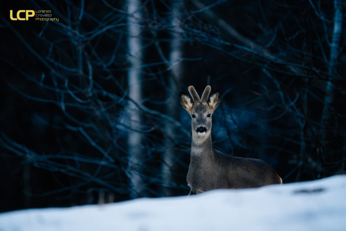 Winter Roe Deer