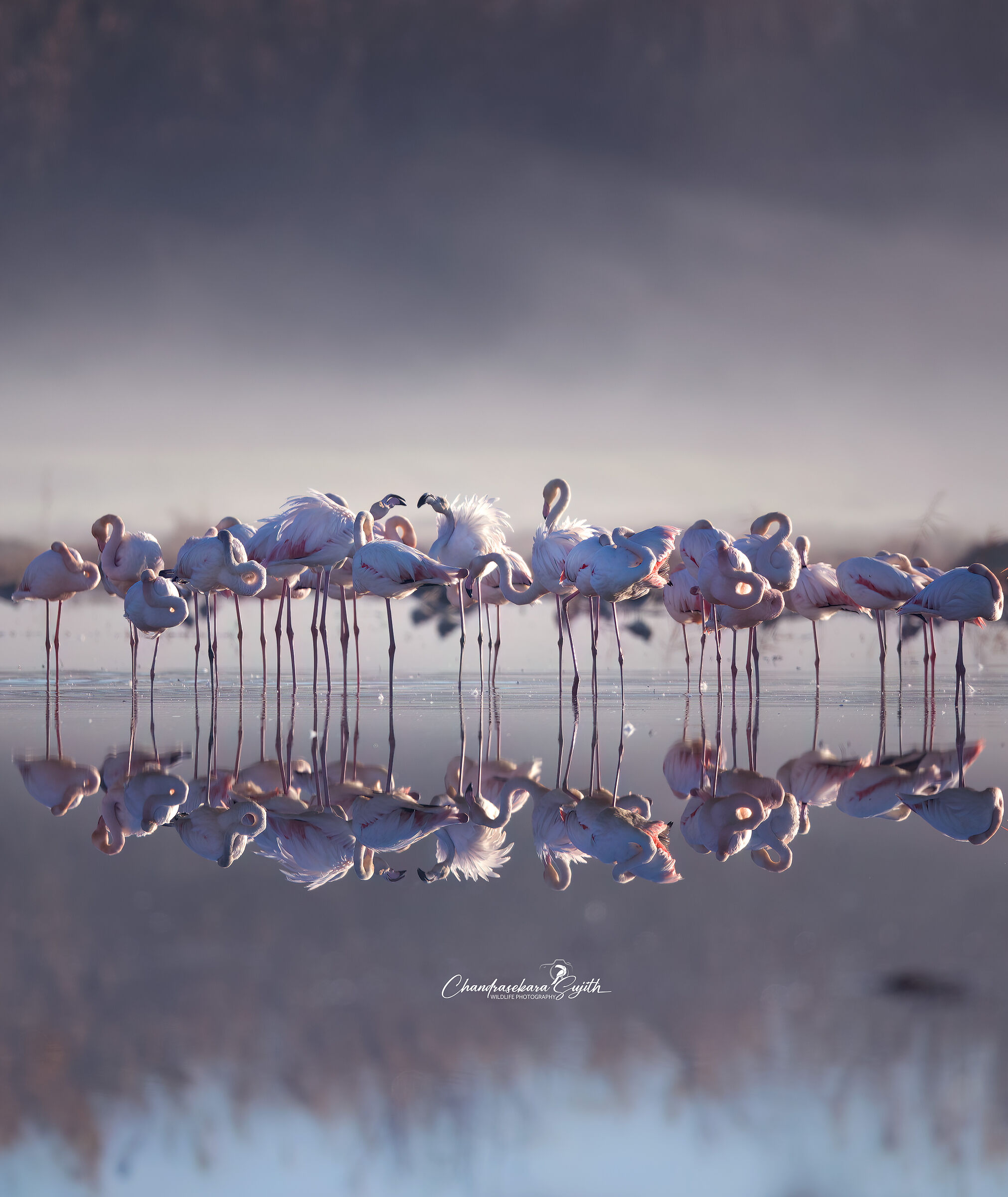 flamingoes