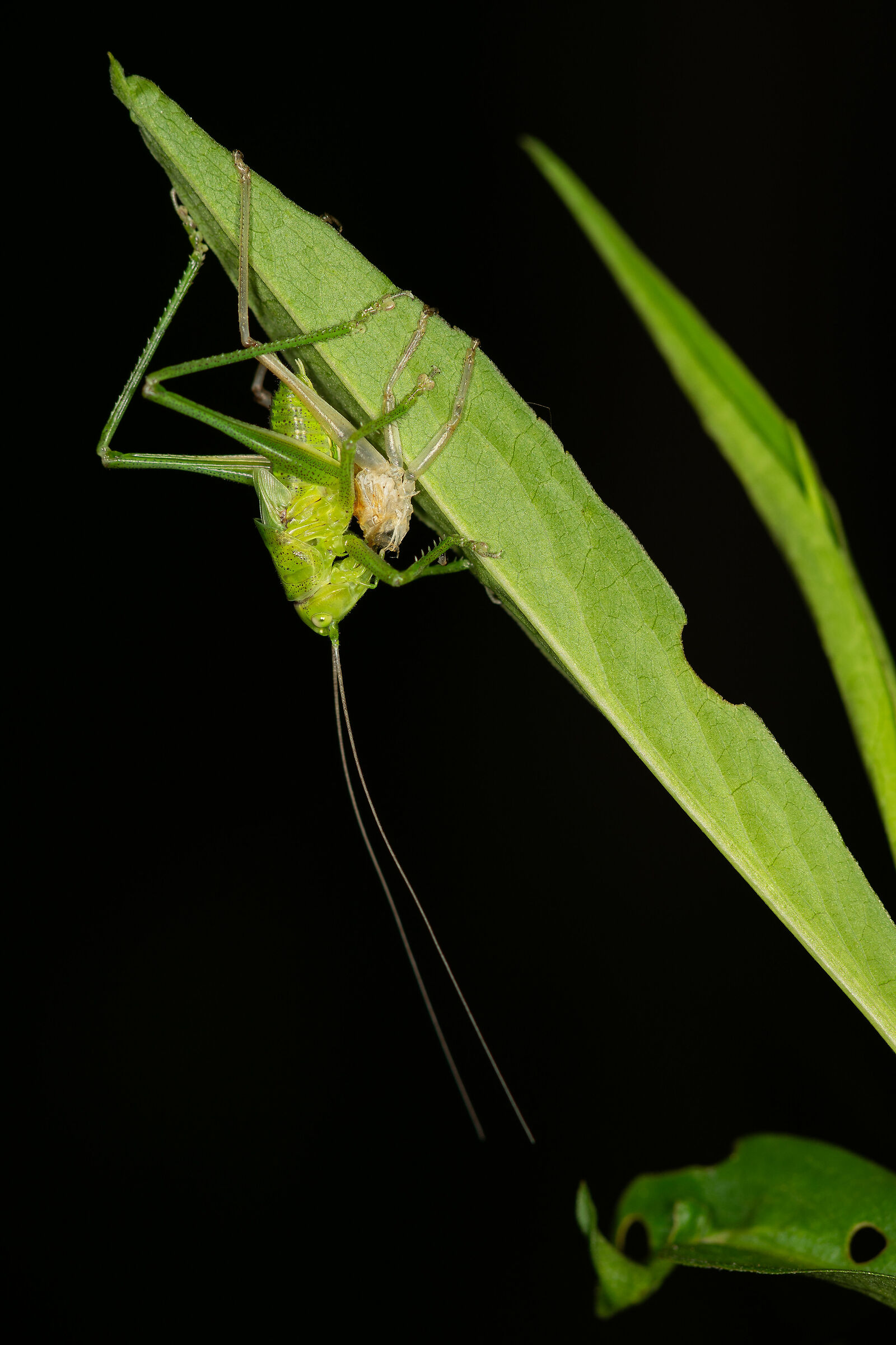 La muta della Tettigonia viridissima, 5