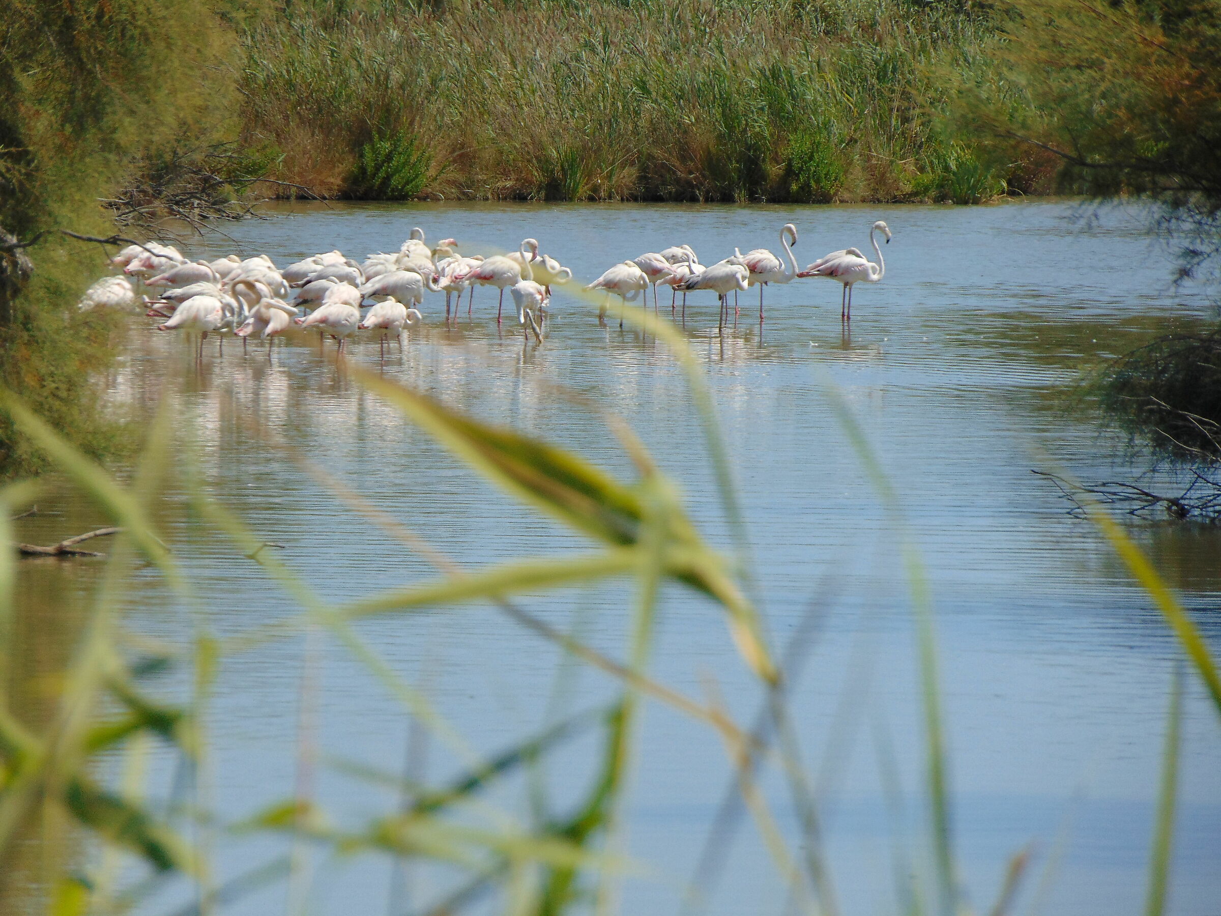 Camargue