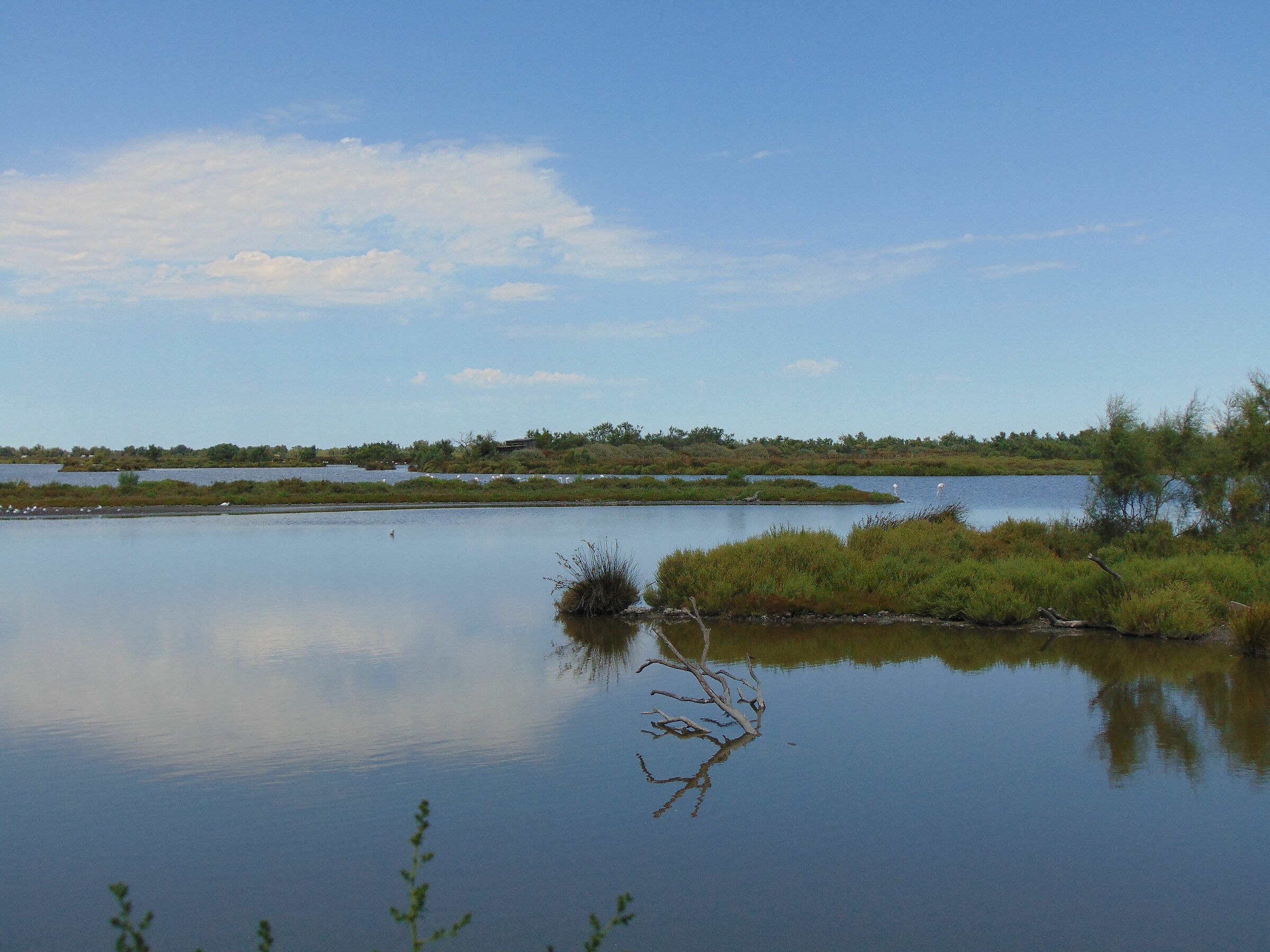 Camargue