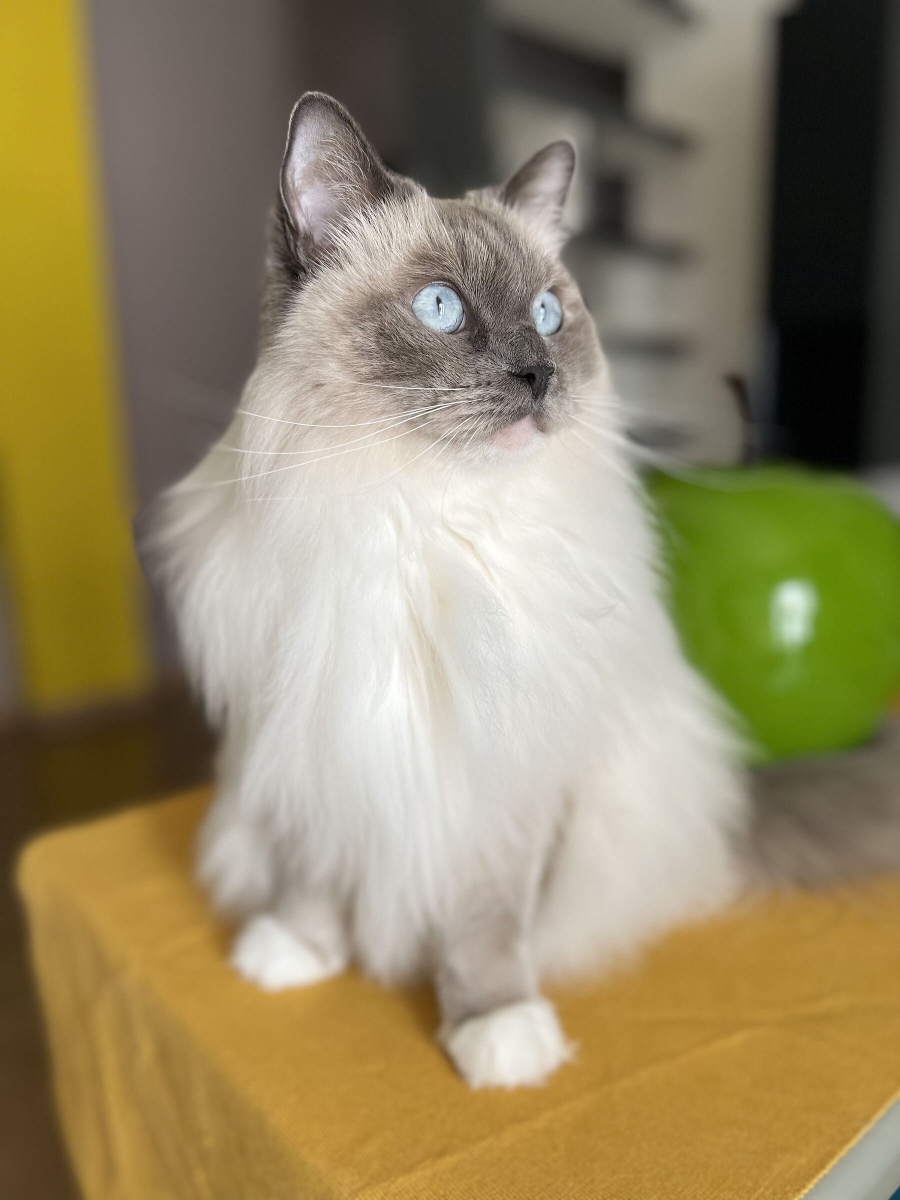 Pablo