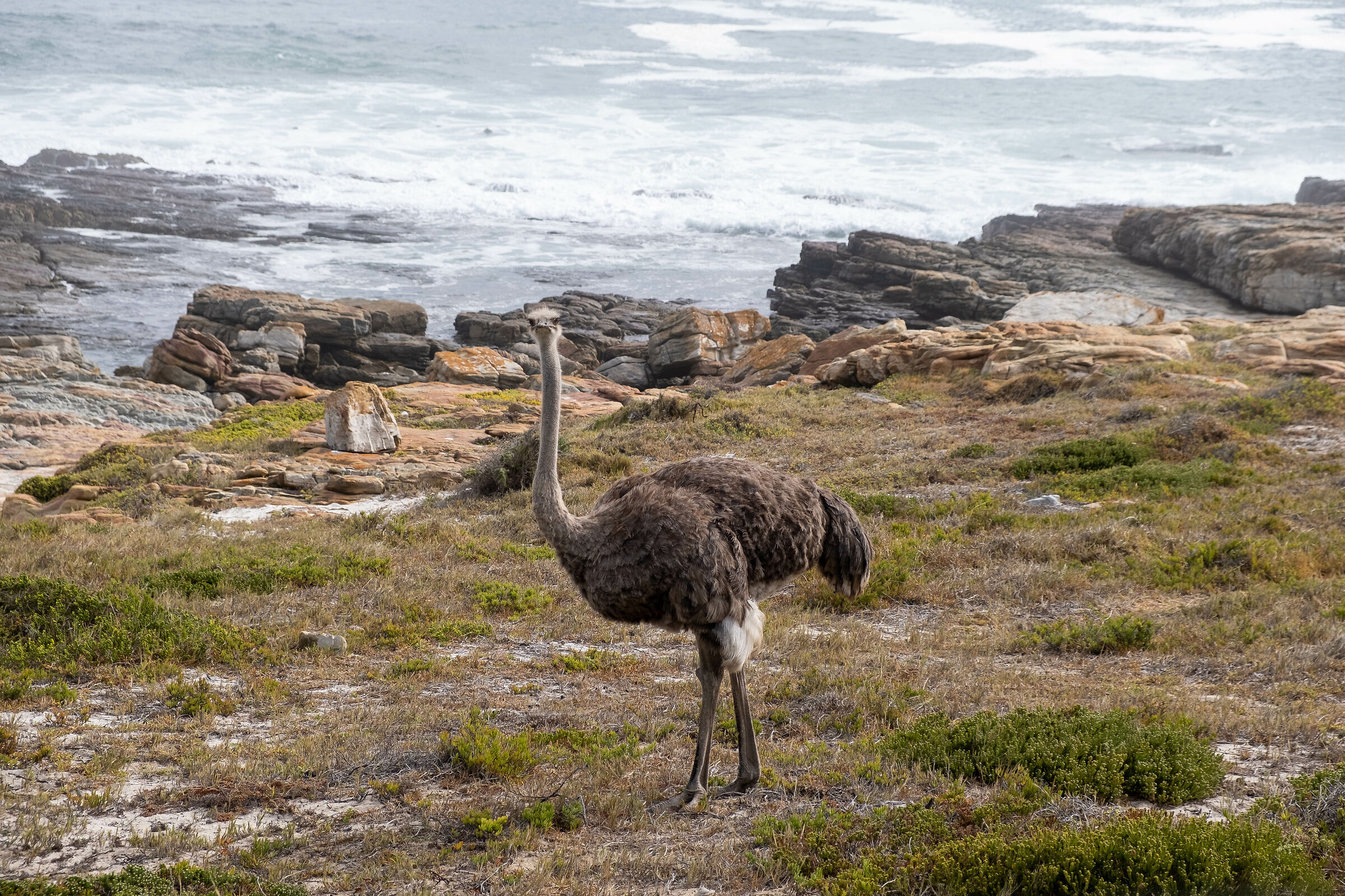 South Africa Capo di Buona Speranza Struzzo