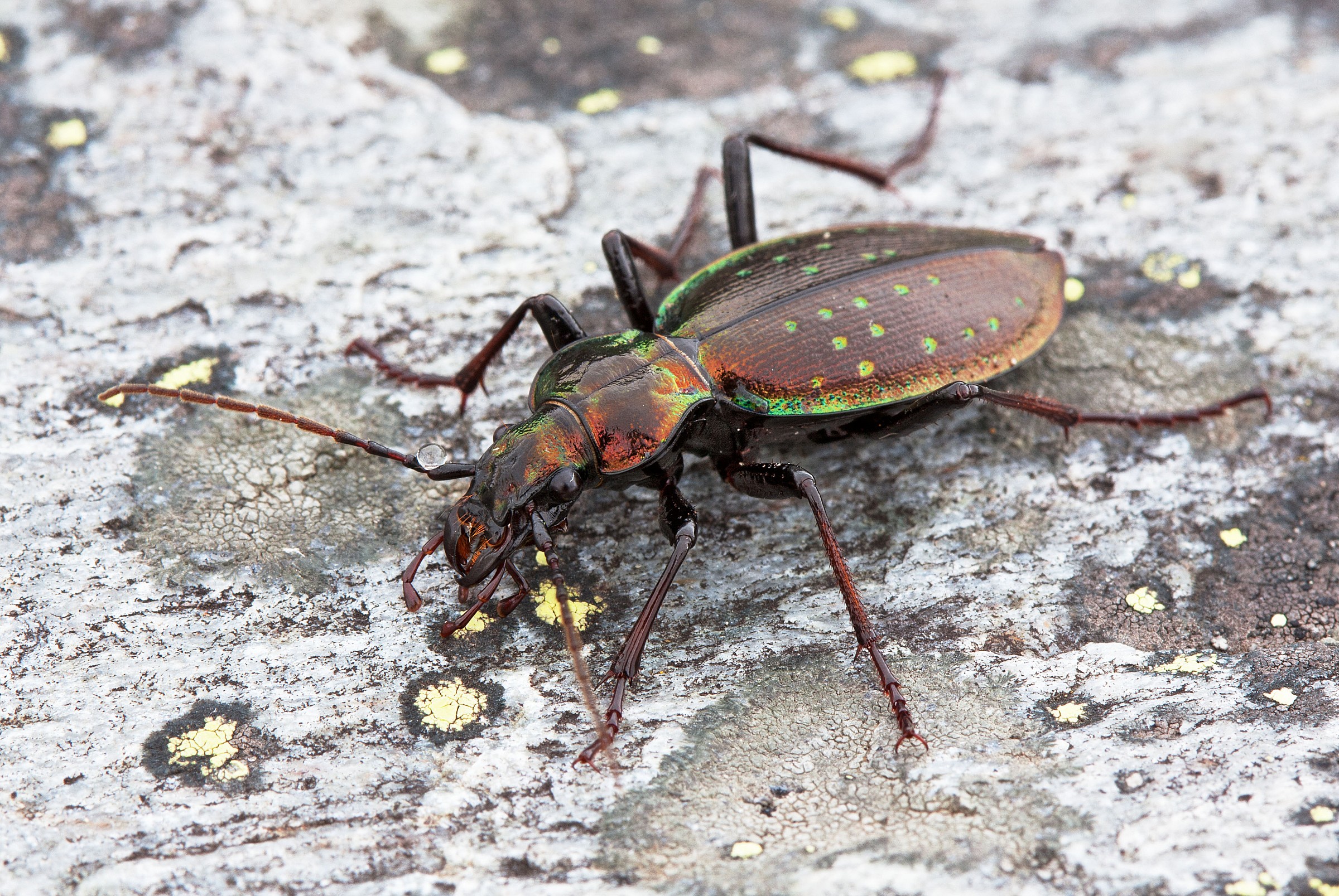 Carabus depressus