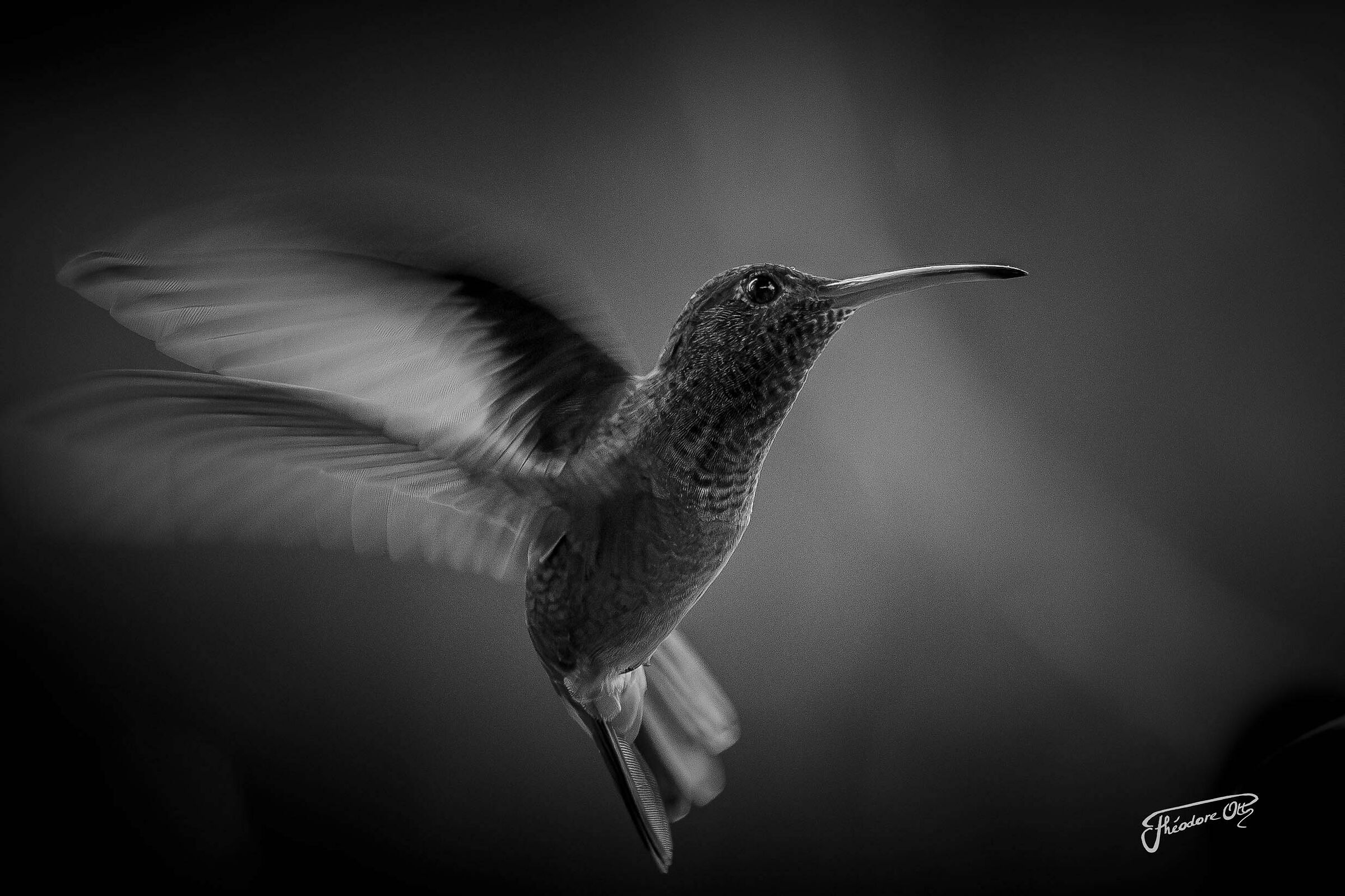 Colibrì monocromatico
