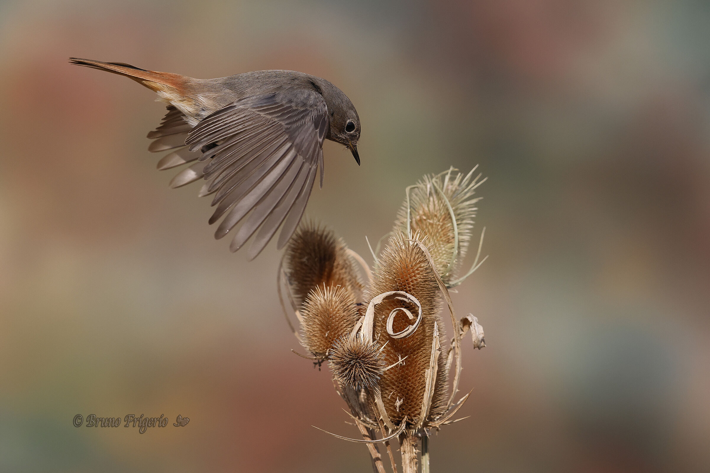 femmina di codirosso spazzacamino