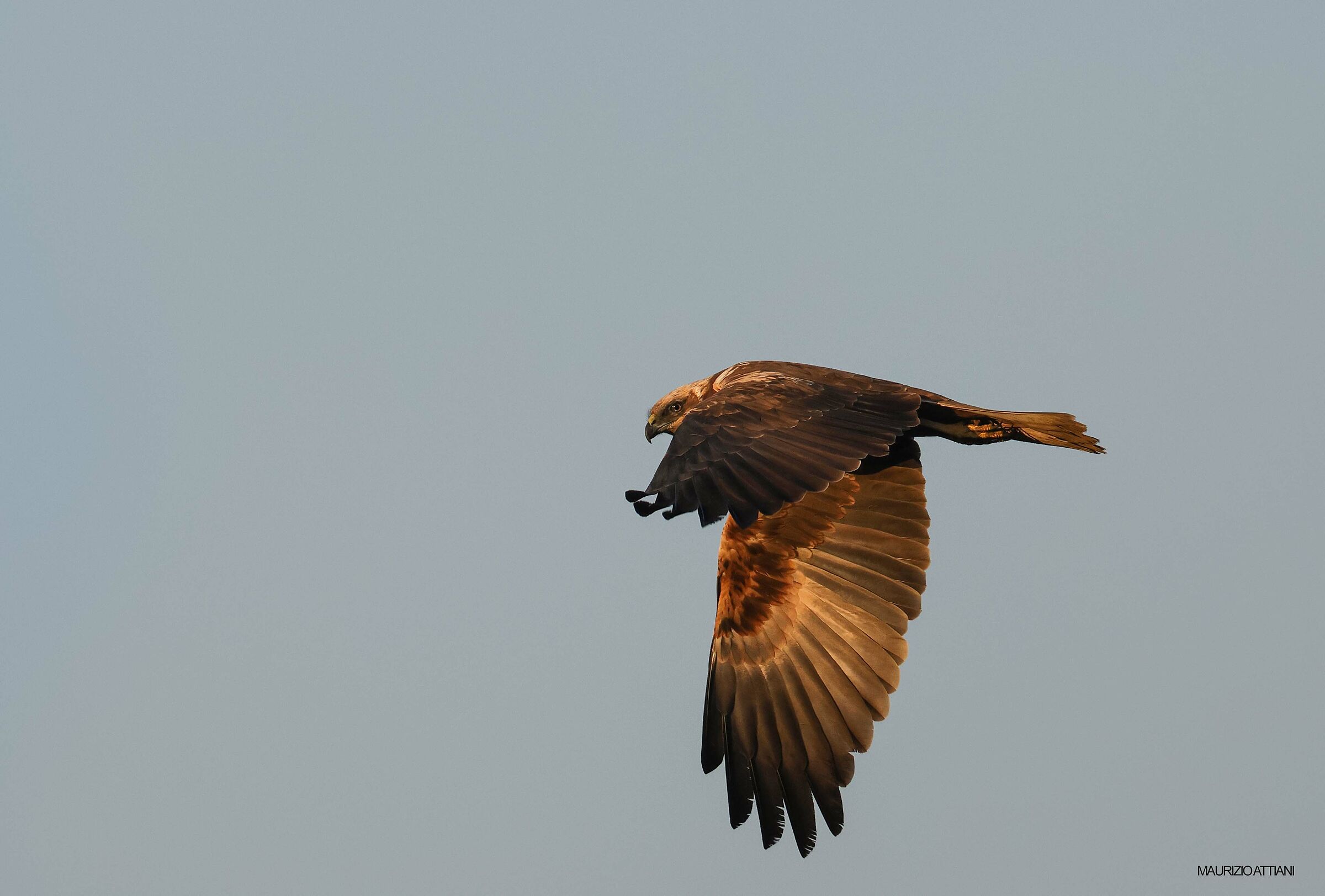 Falco di palude maschio o giovane