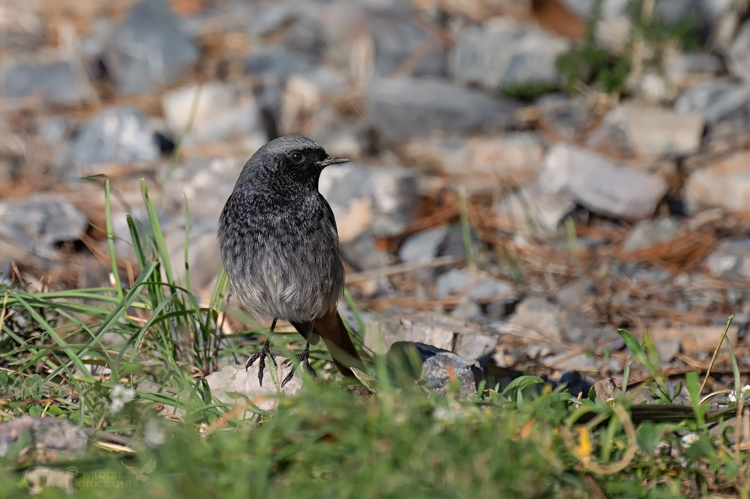 Codirosso spazzacamino maschio