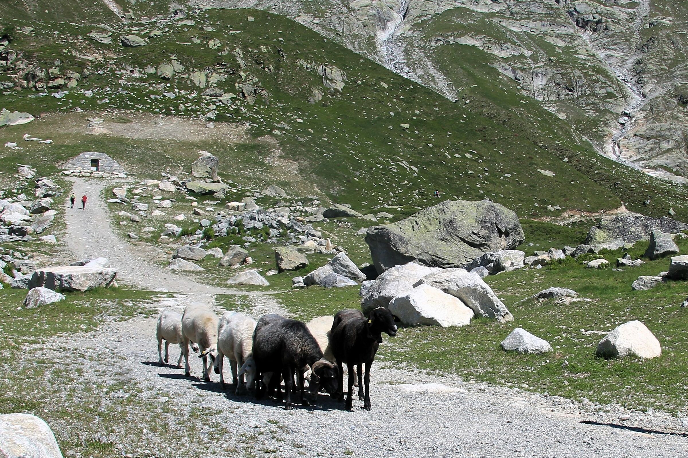 brucando sul monte bianco...