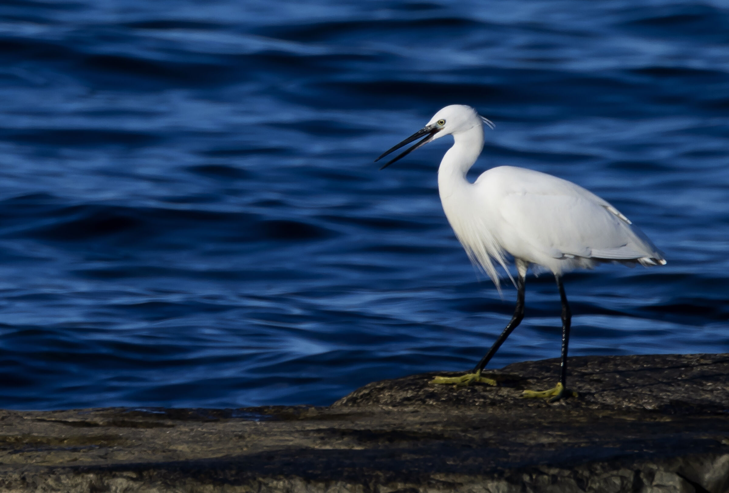 Little Egret