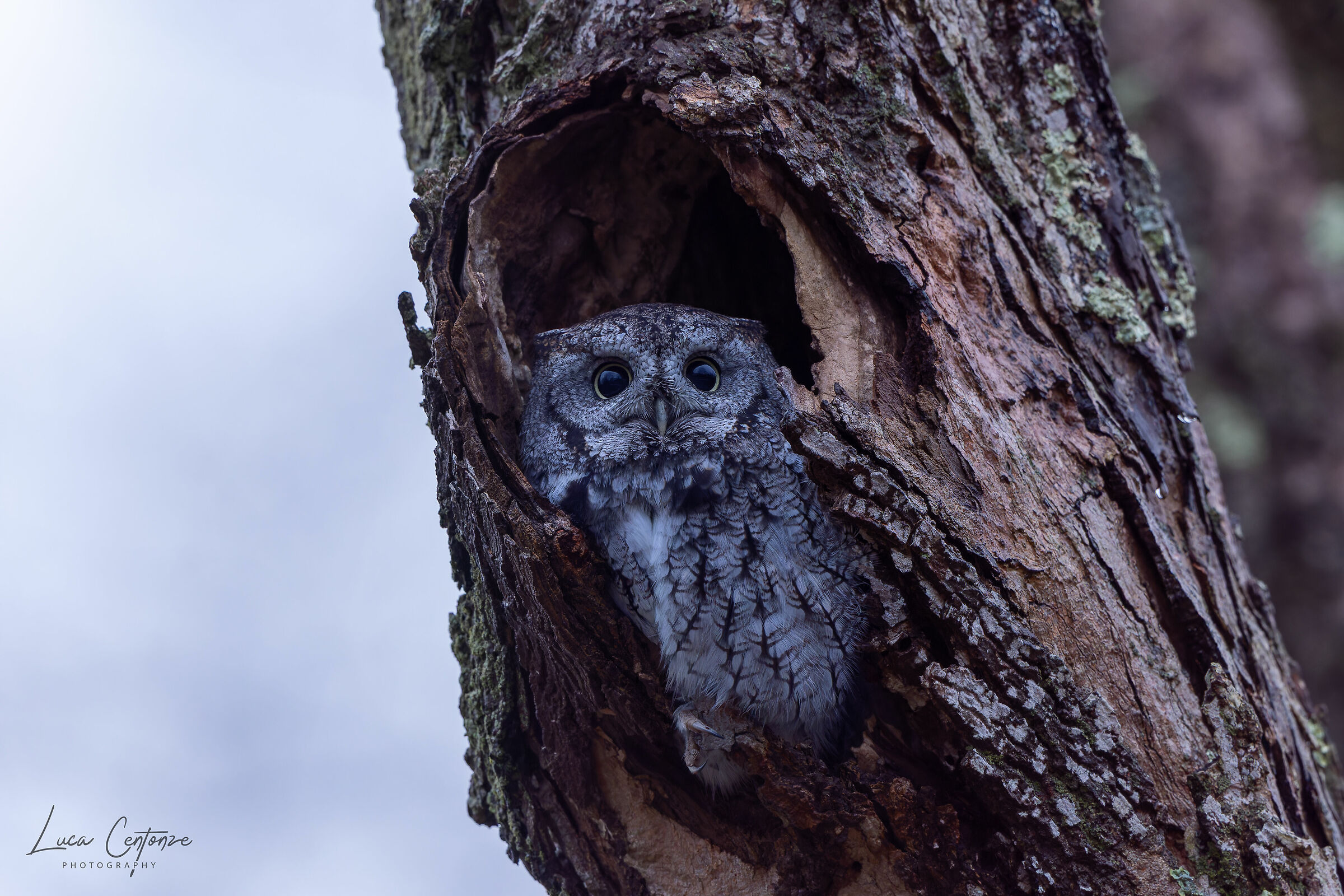 Eastern Screech-Owl (Megascops asio) American Scops Owl