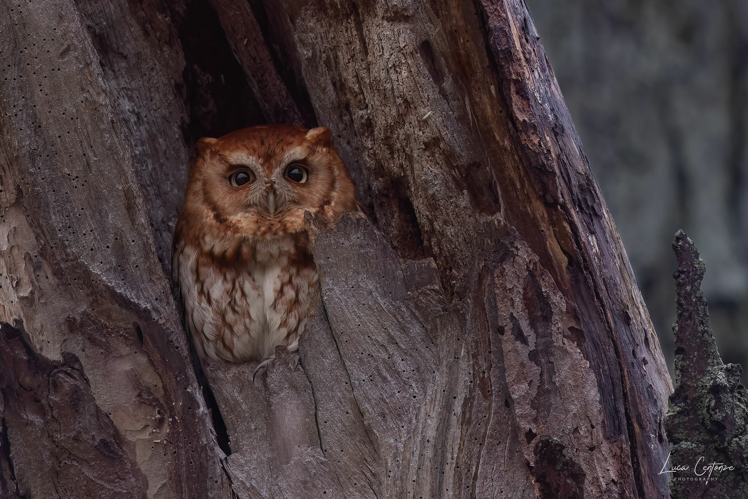 Eastern Screech-Owl (Megascops asio) American Scops Owl