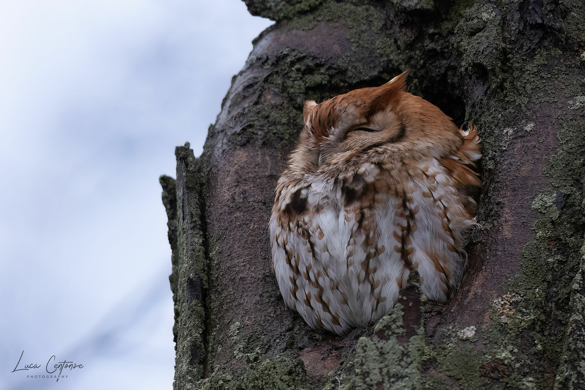 Eastern Screech-Owl (Megascops asio) American Scops Owl